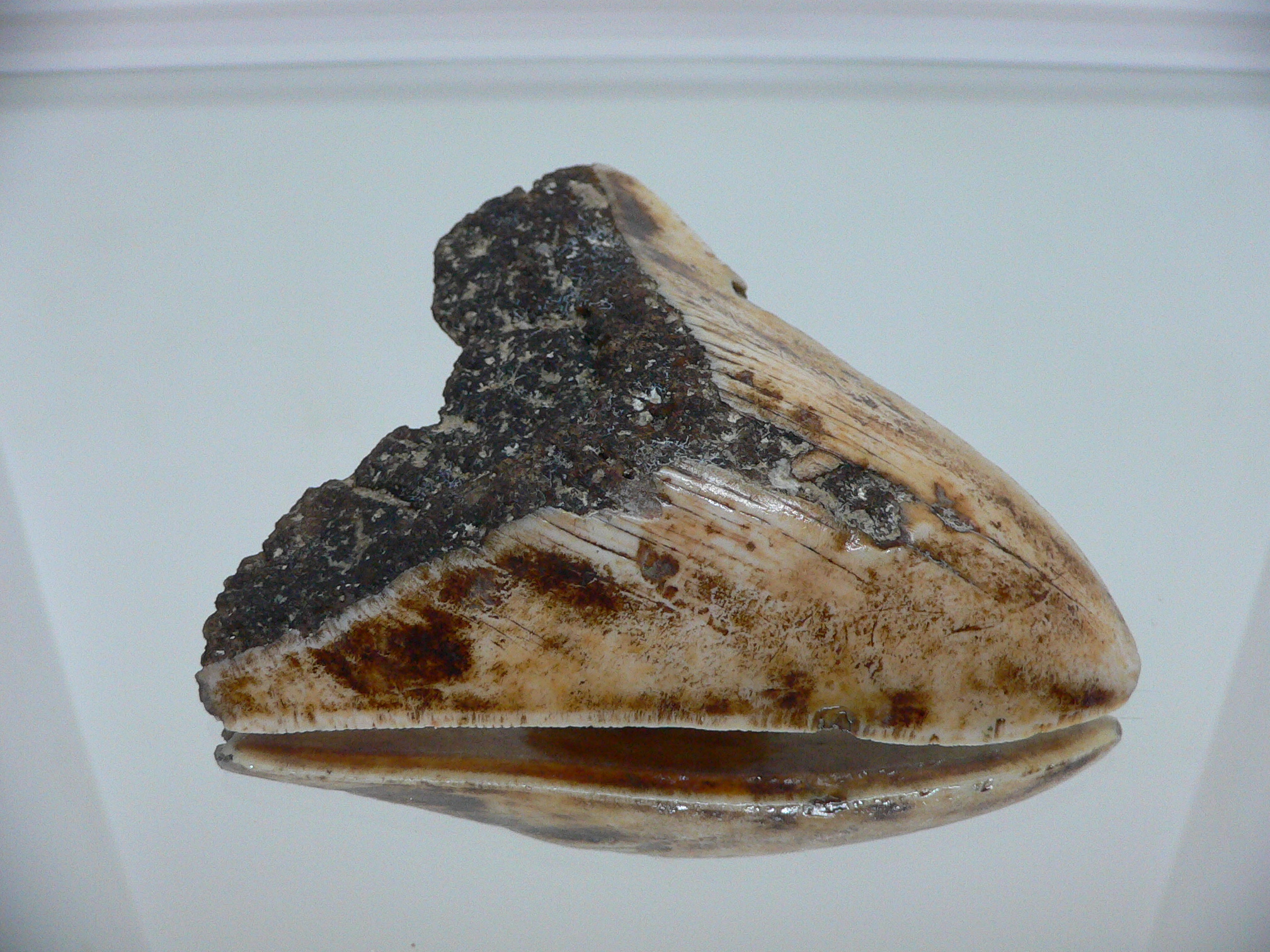 Otodus megalodon WHITE (Зуб Мегалодона)