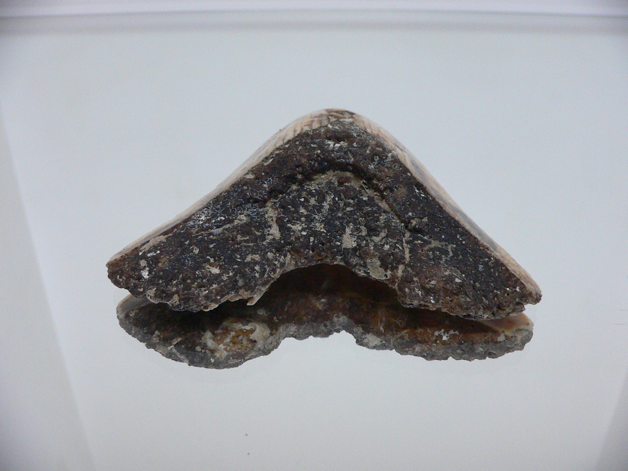 Otodus megalodon WHITE (Зуб Мегалодона)