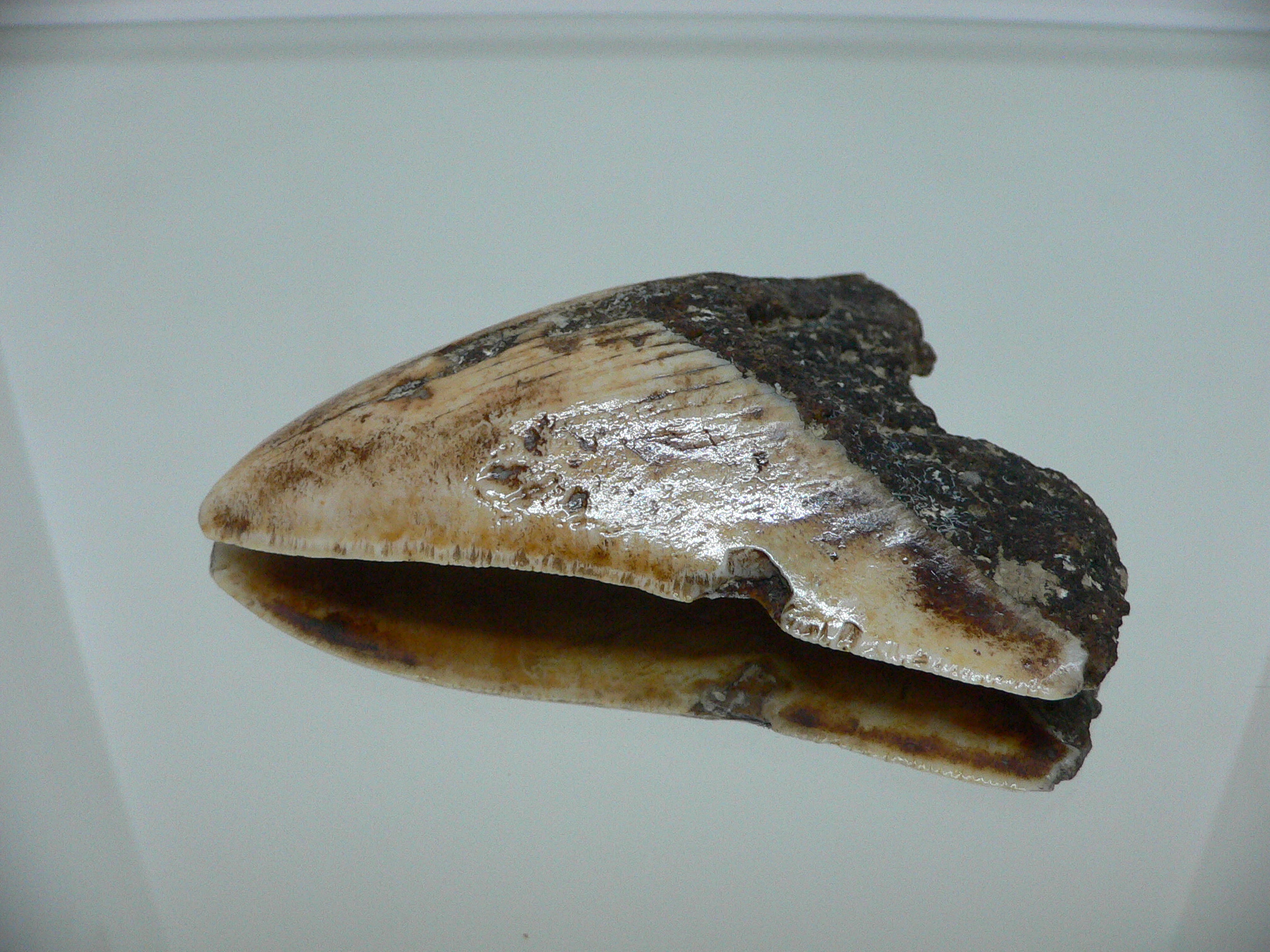 Otodus megalodon WHITE (Зуб Мегалодона)