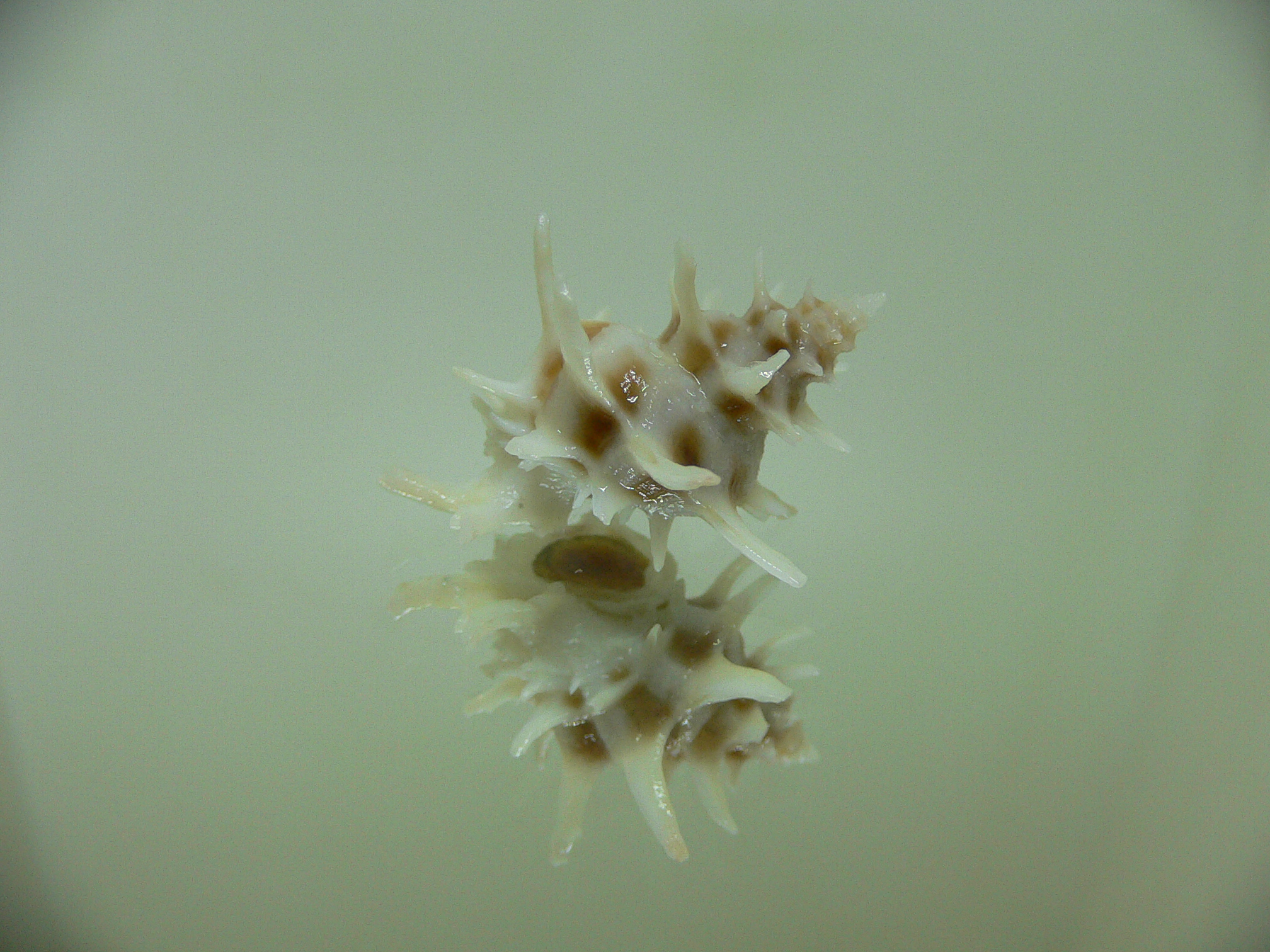 Babelomurex spinosus MOTLEY & THORNS