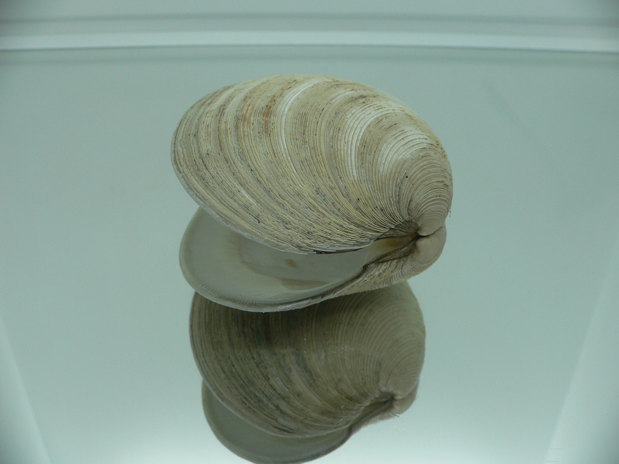 Mercenaria stimpsoni BIG & LONG-LIVER