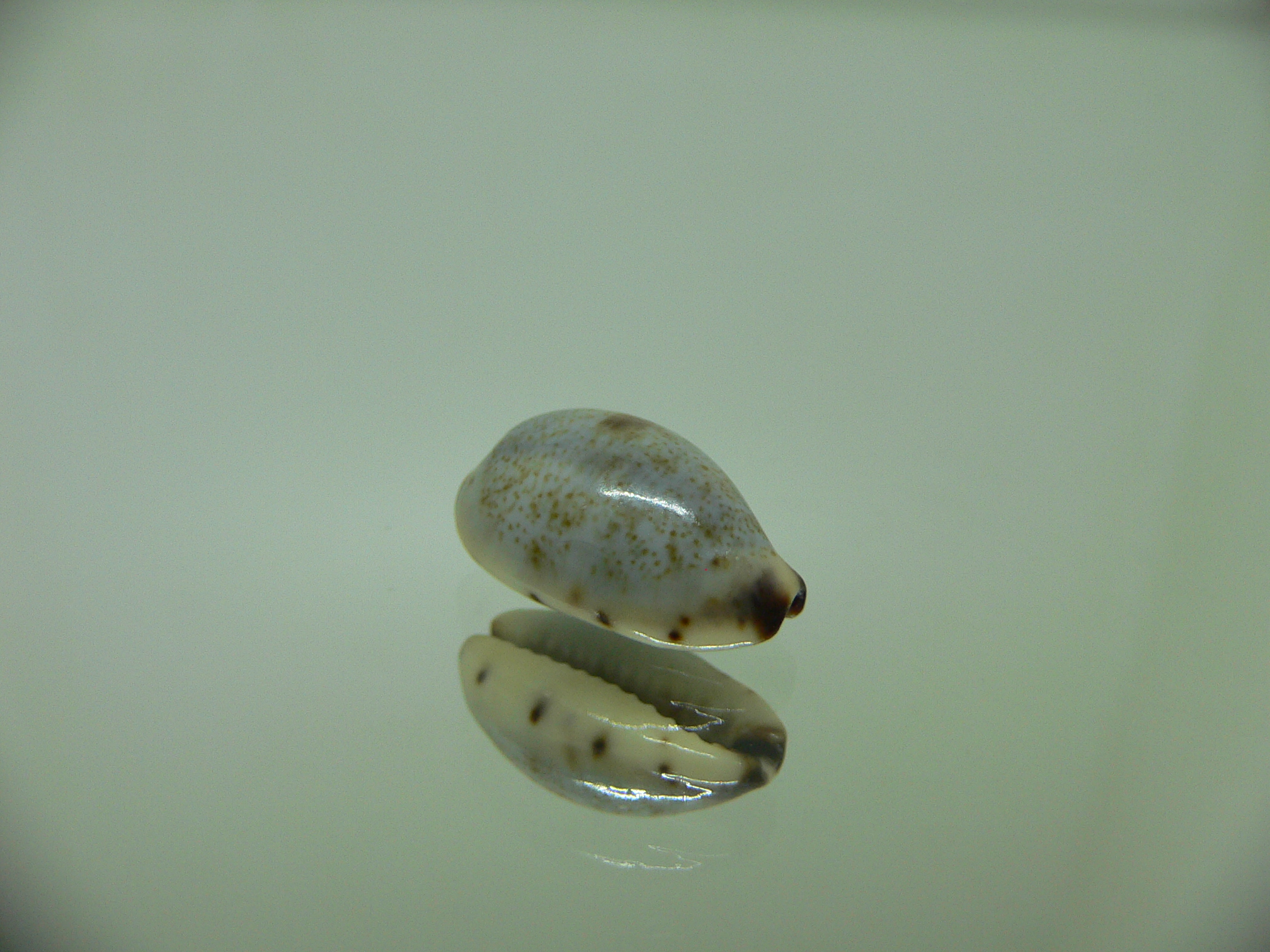 Cypraea gracilis gracilis 2