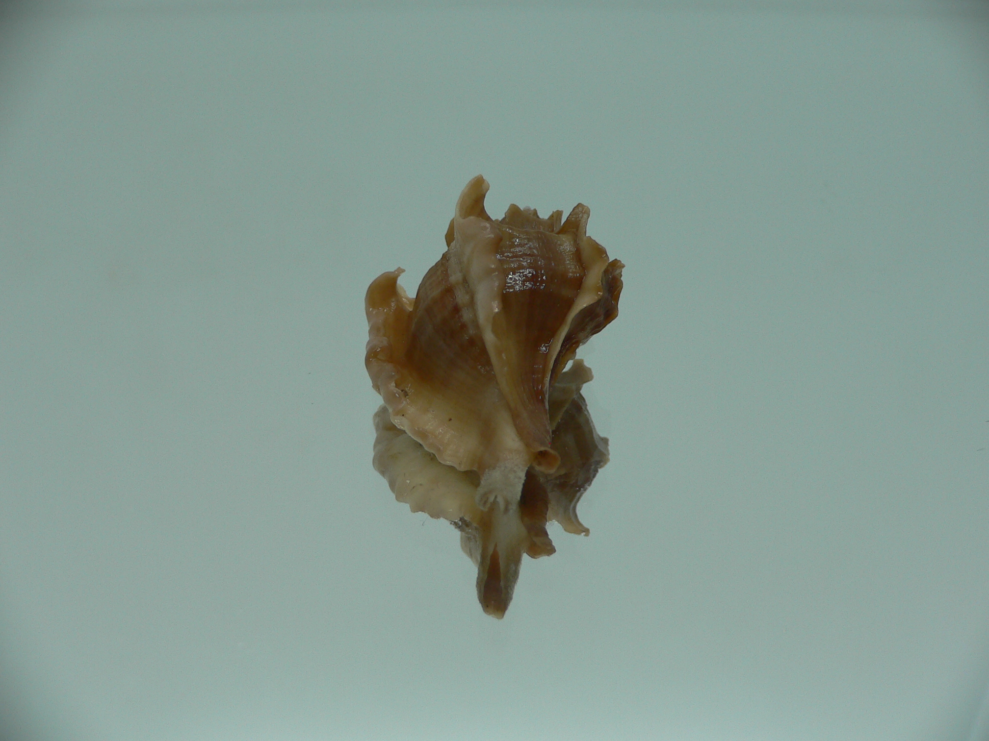 Pteropurpura falcata BIG