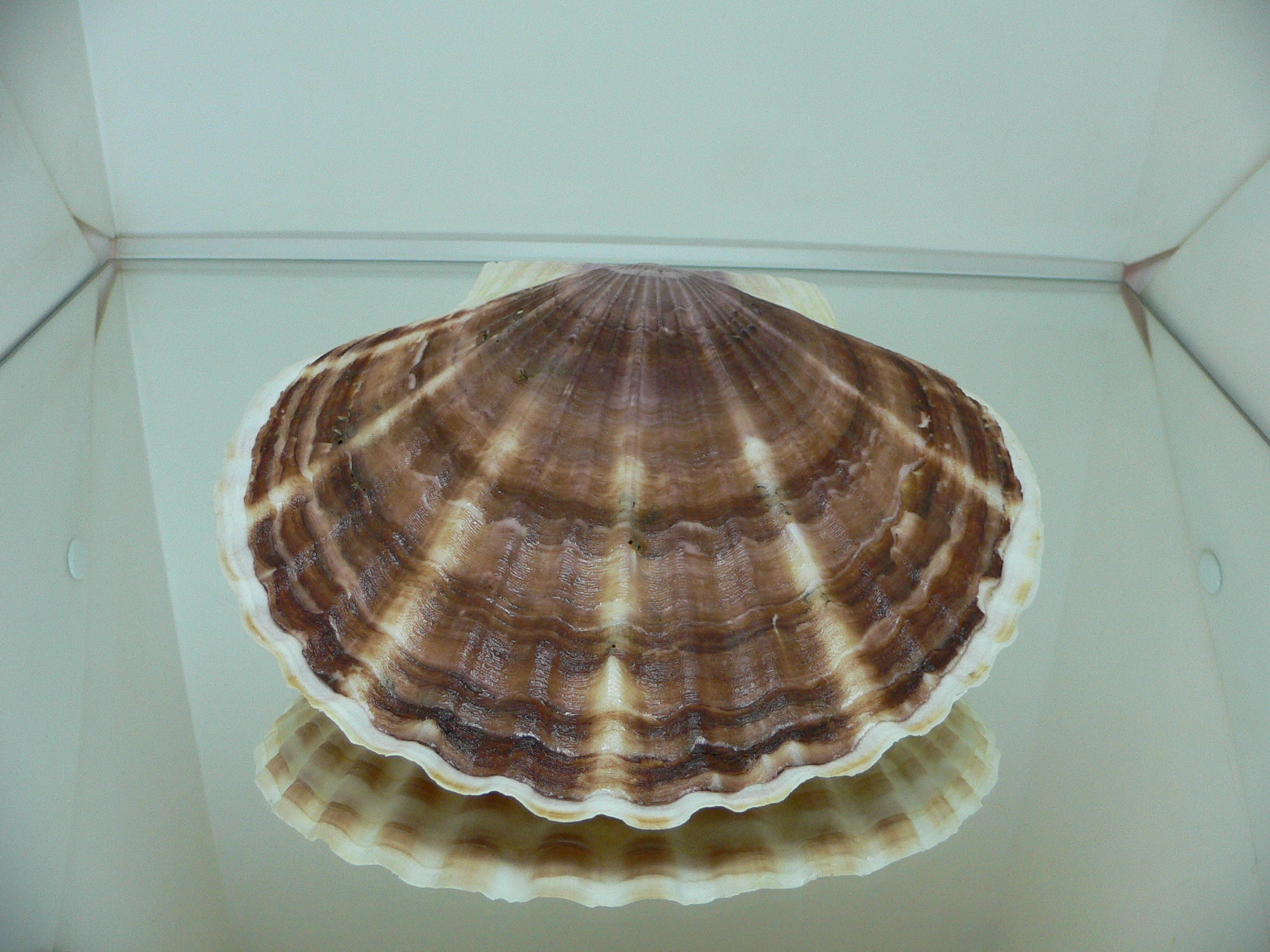 Patinopecten yessoensis BIG & COLOR