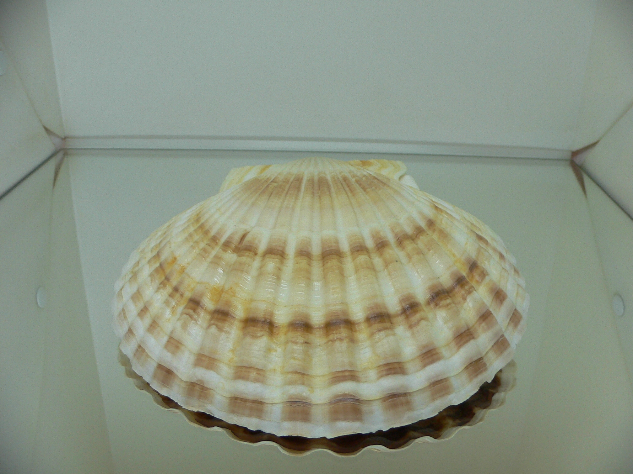 Patinopecten yessoensis BIG & COLOR