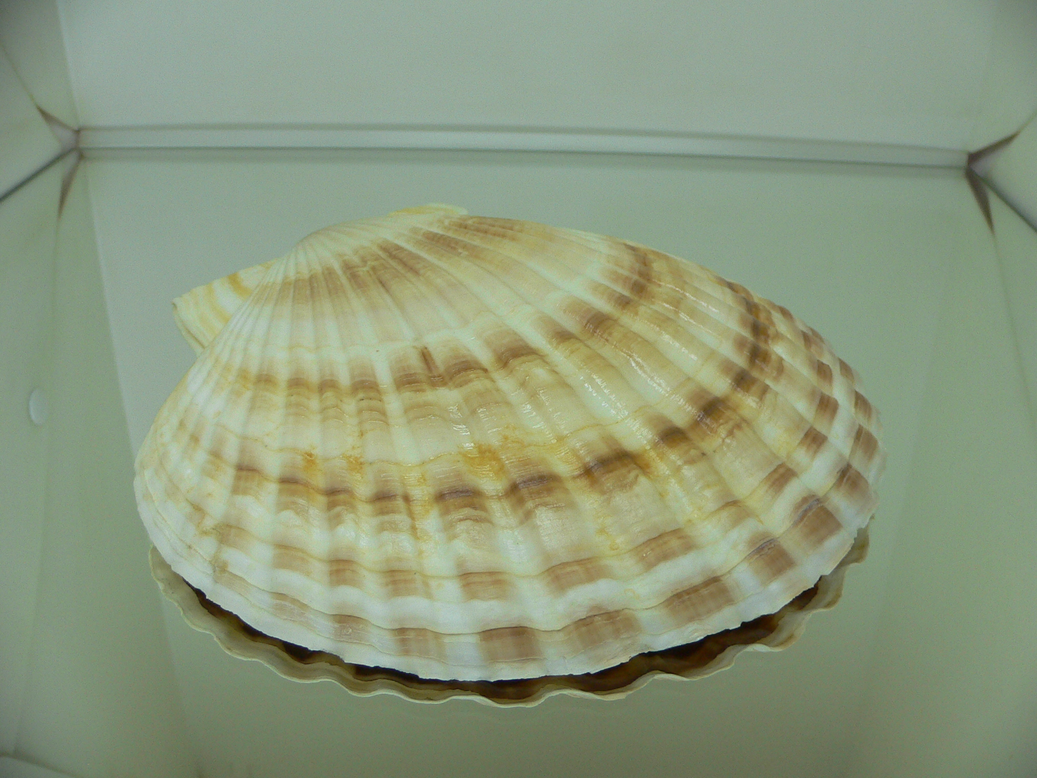 Patinopecten yessoensis BIG & COLOR