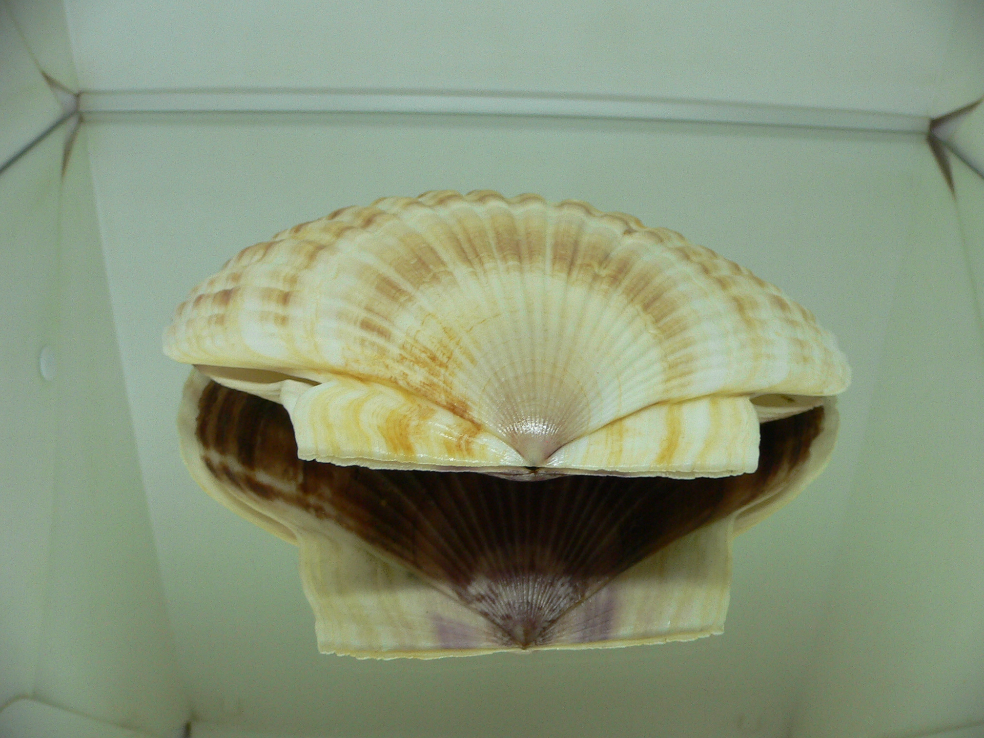 Patinopecten yessoensis BIG & COLOR