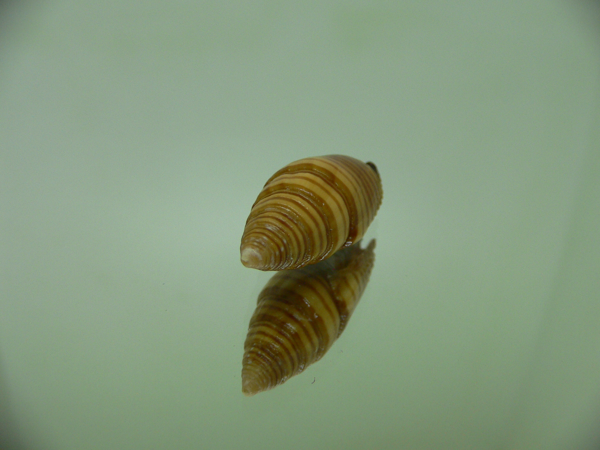 Strigatella vexillum