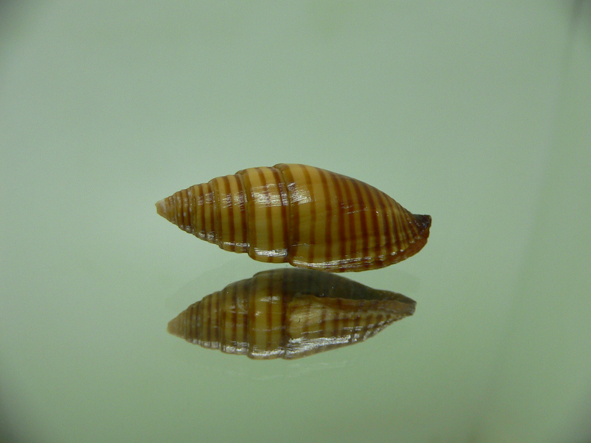 Strigatella vexillum