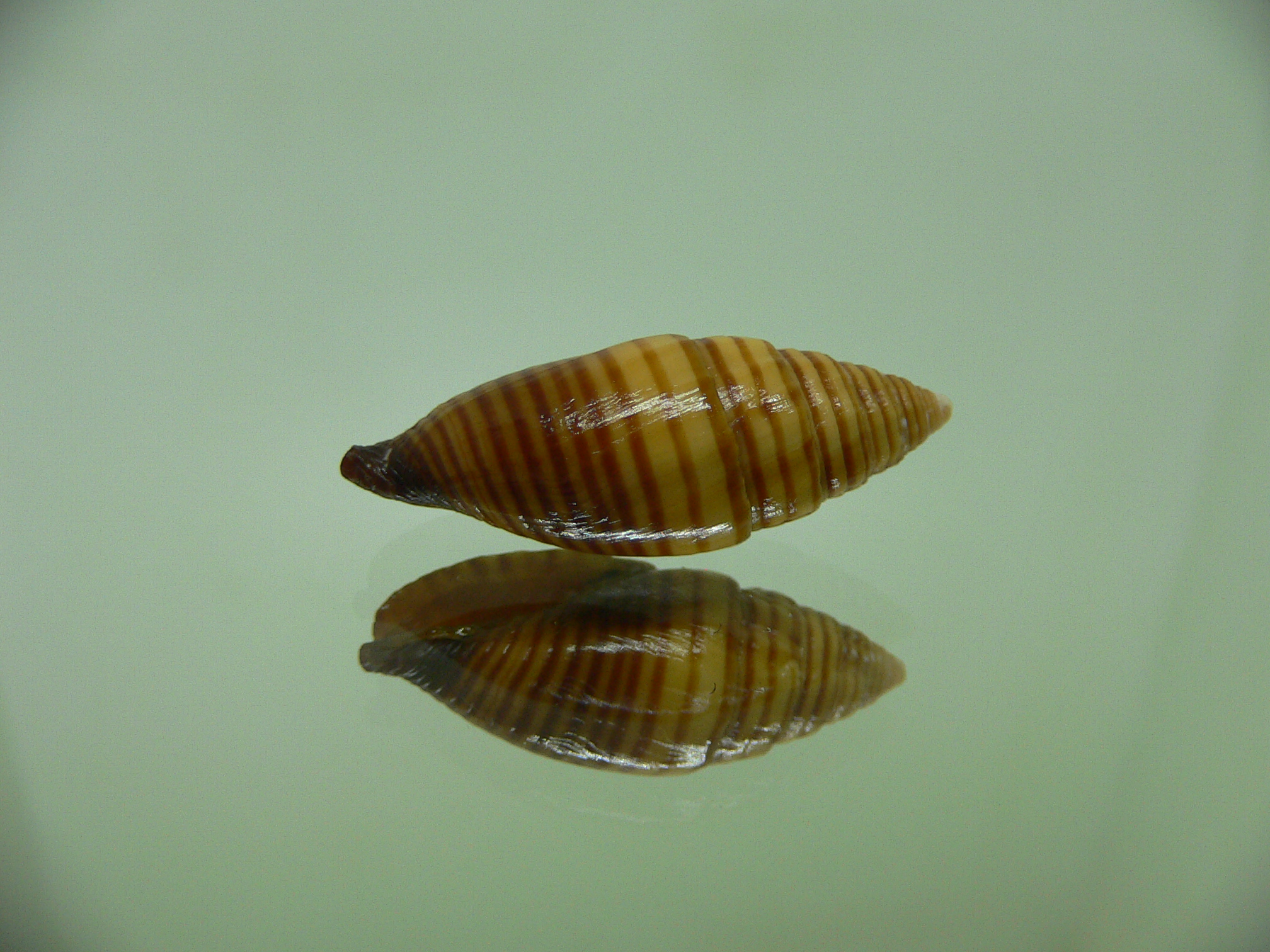 Strigatella vexillum