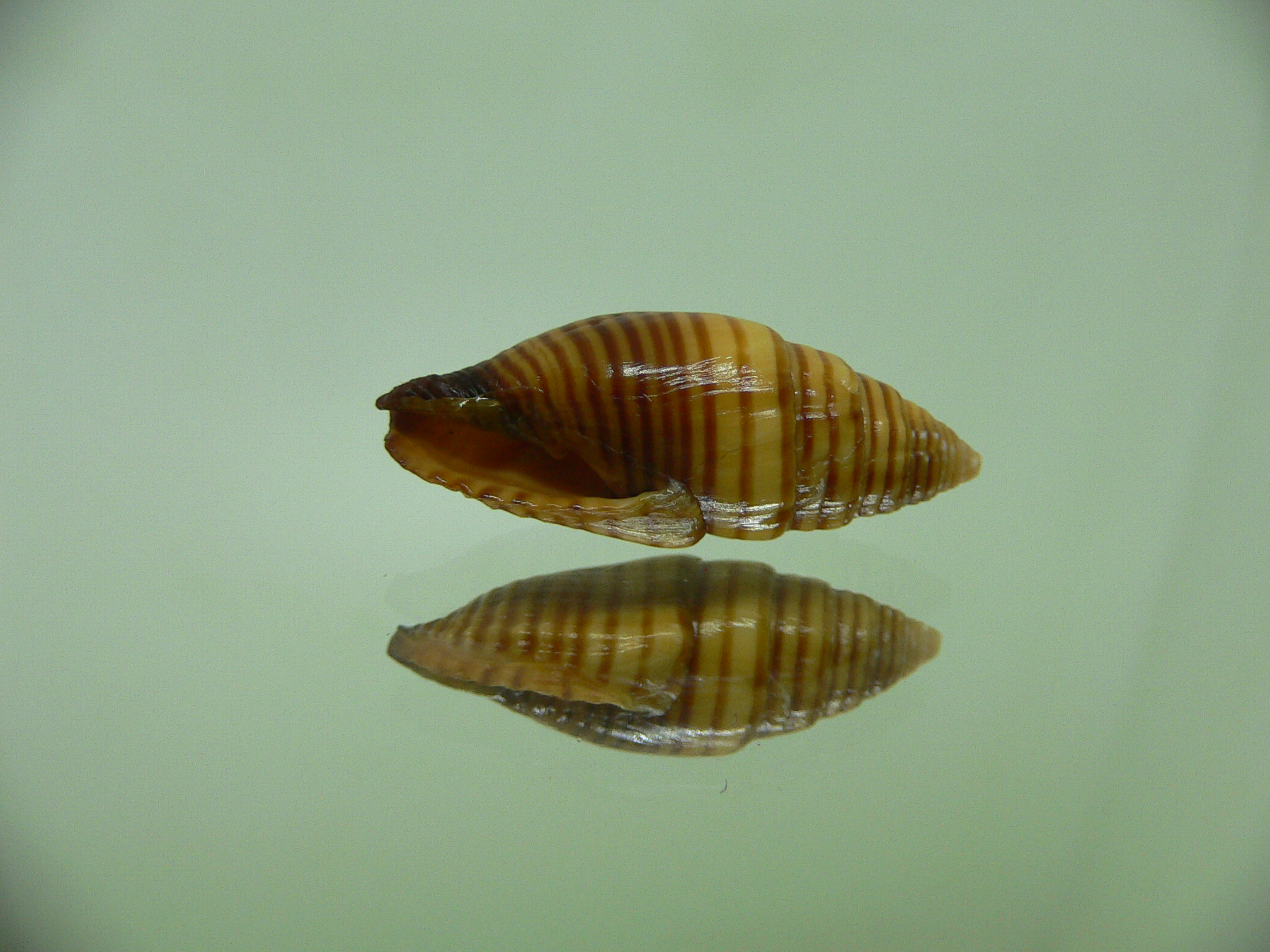 Strigatella vexillum