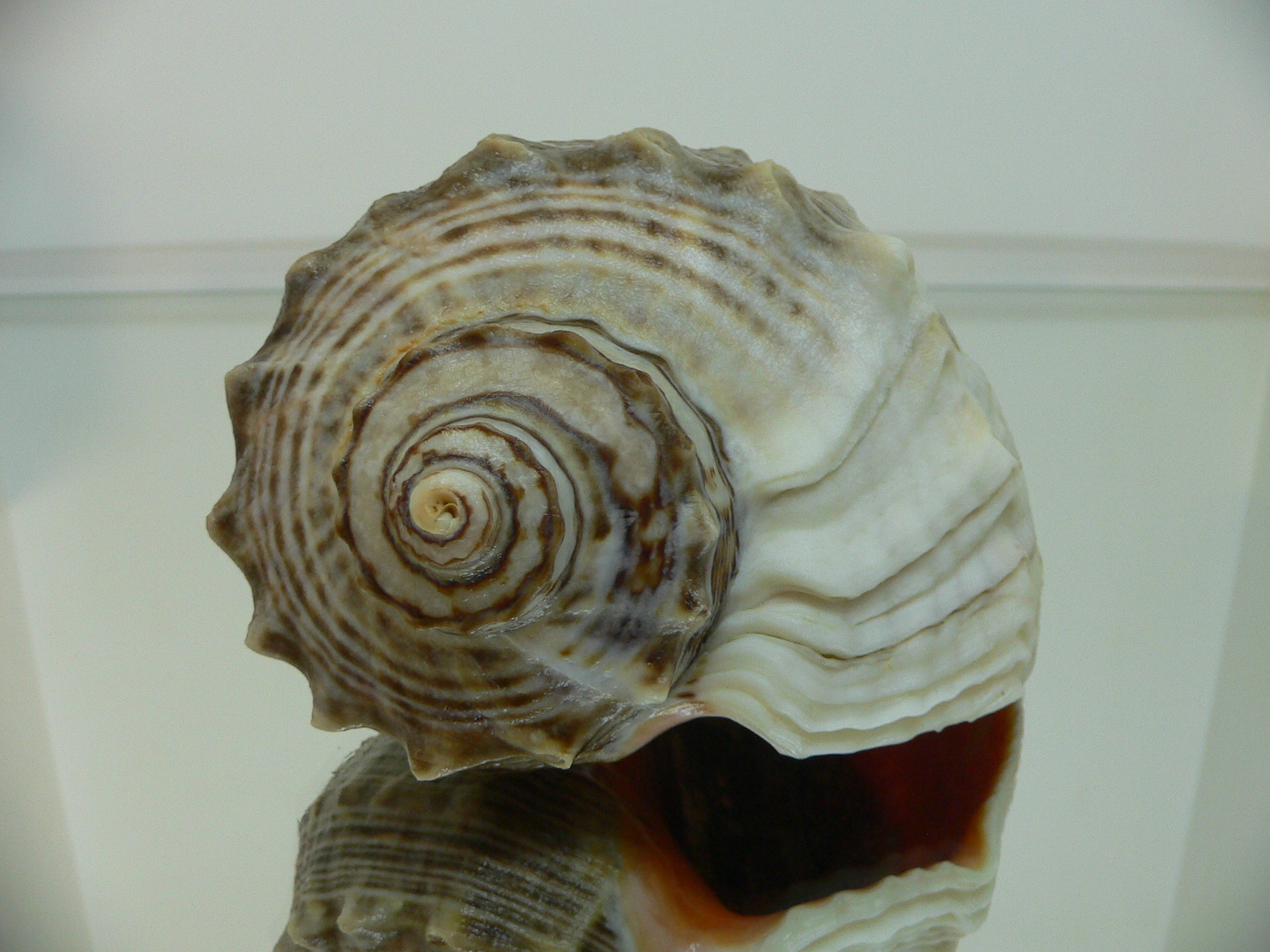 Rapana venosa WHITE LIP