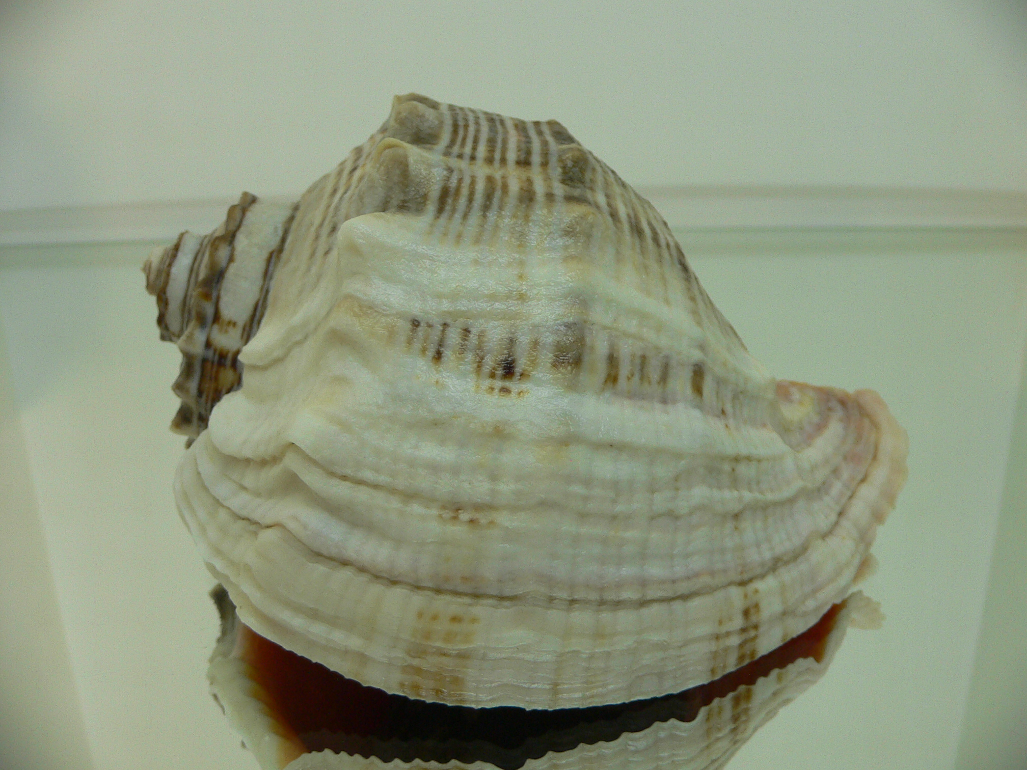 Rapana venosa WHITE LIP