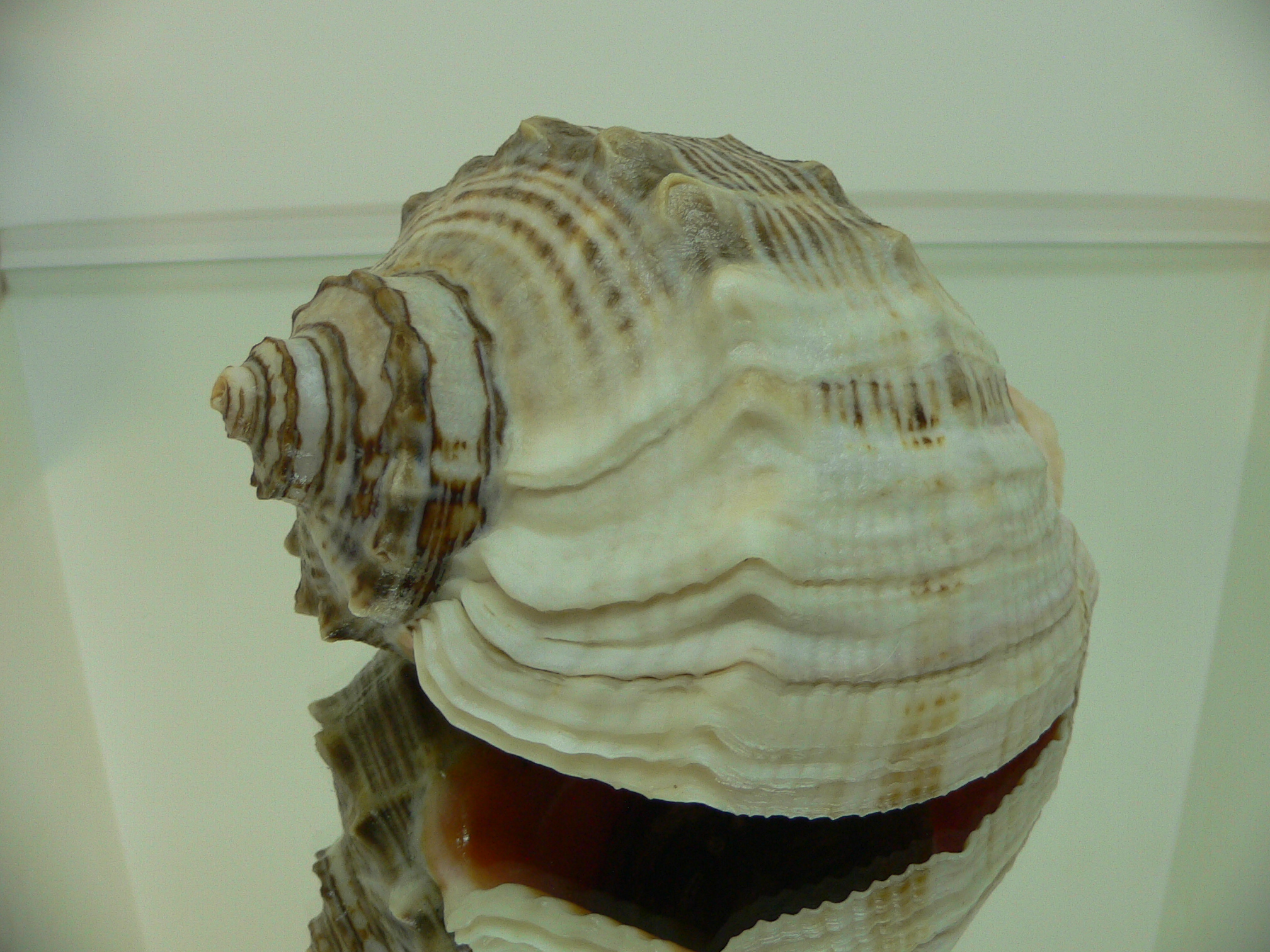 Rapana venosa WHITE LIP