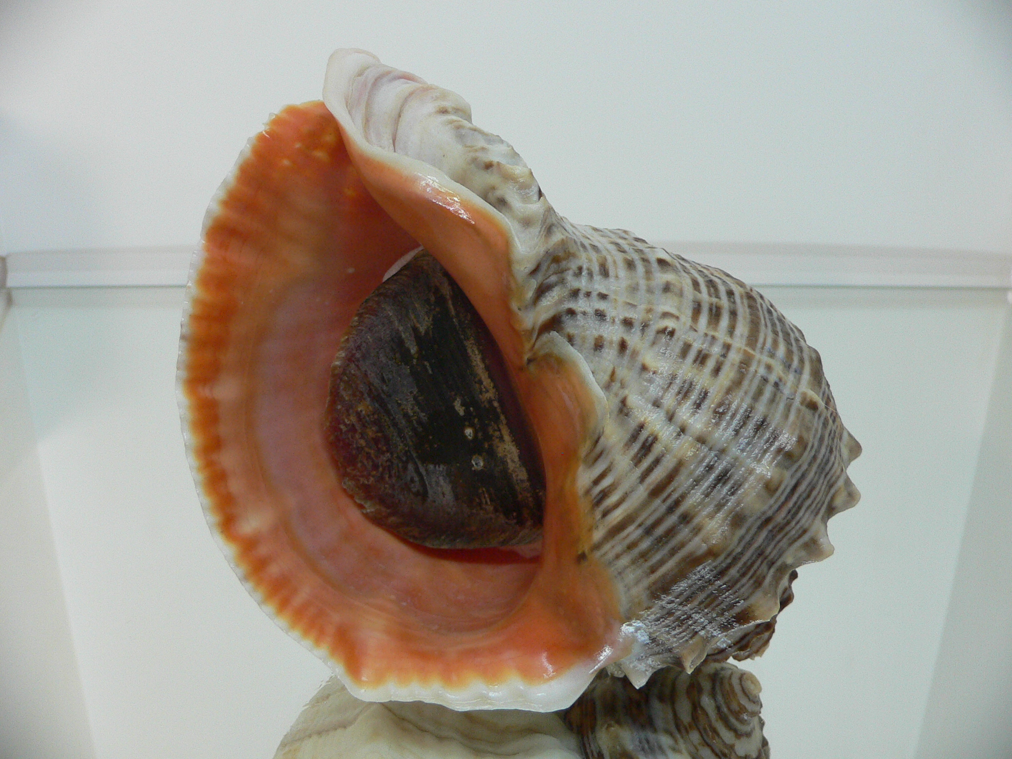 Rapana venosa WHITE LIP