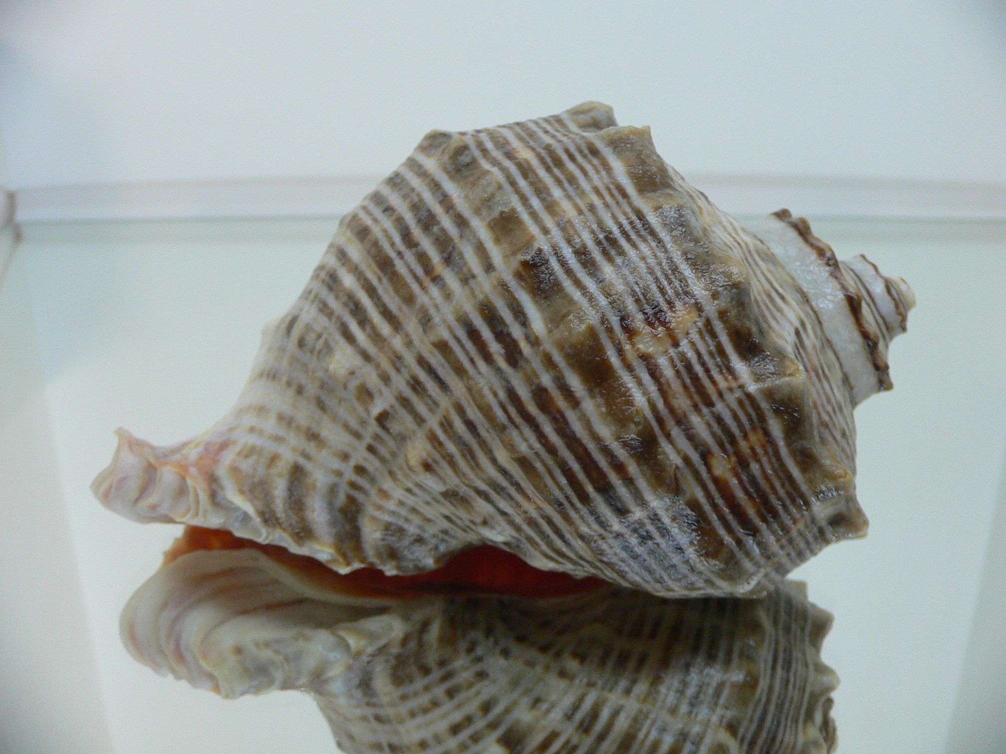 Rapana venosa WHITE LIP