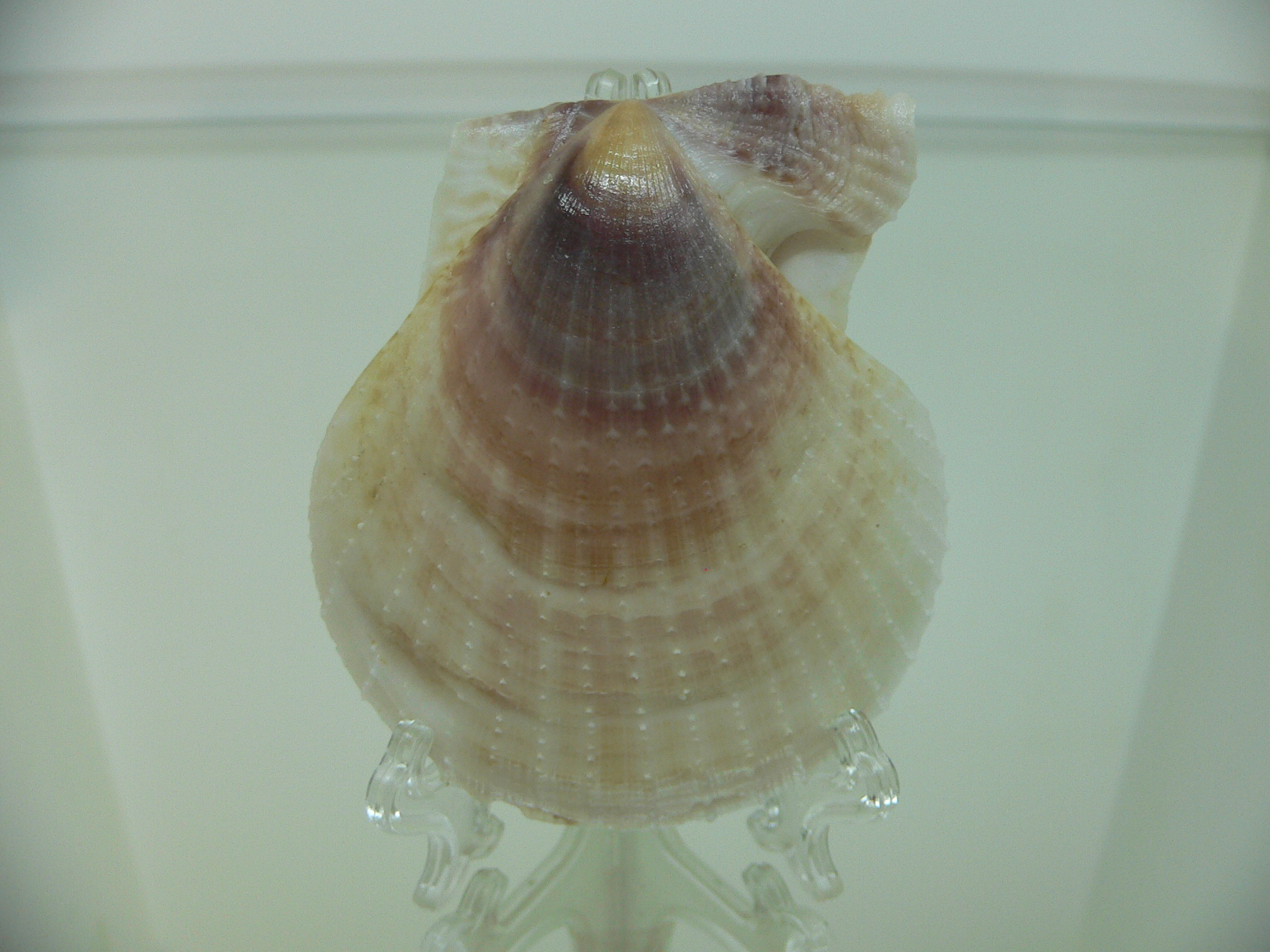 Laevichlamys squamosa BIG & BROWN