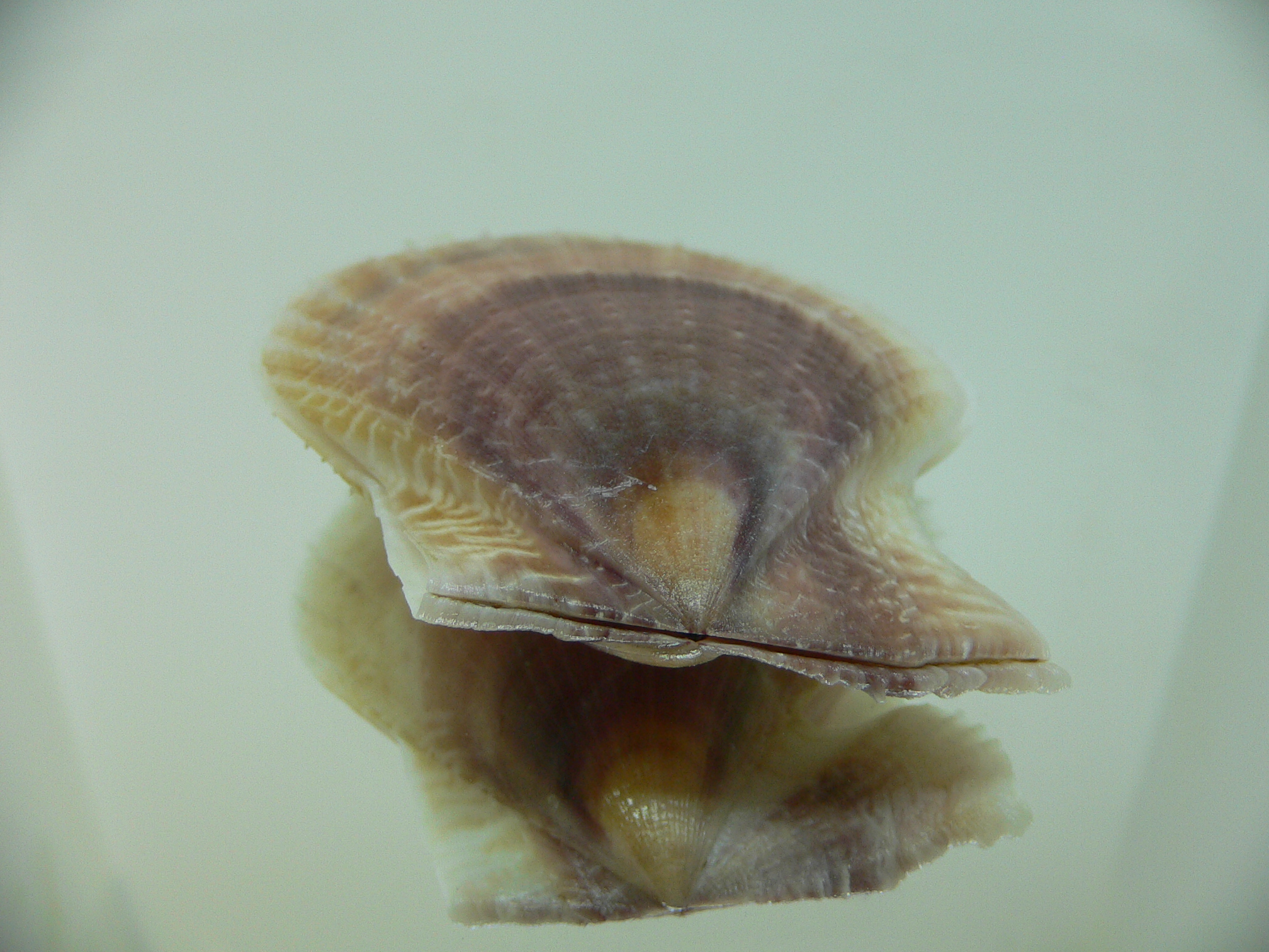 Laevichlamys squamosa BIG & BROWN