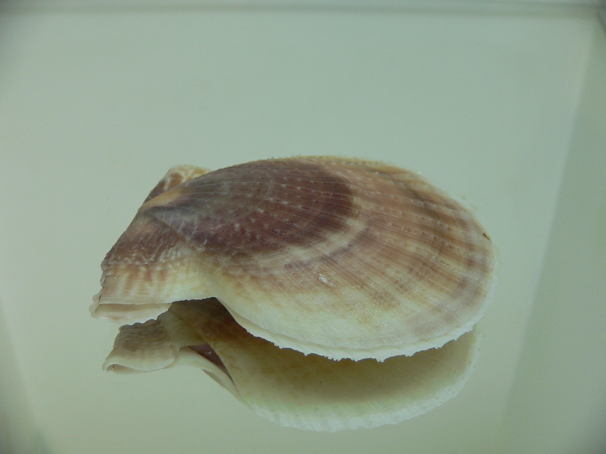 Laevichlamys squamosa BIG & BROWN