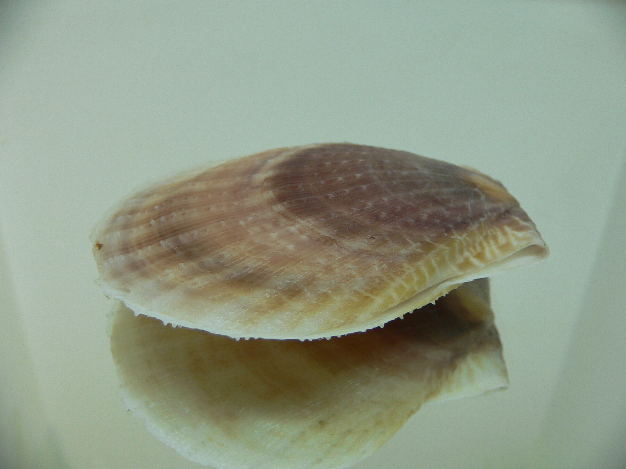 Laevichlamys squamosa BIG & BROWN