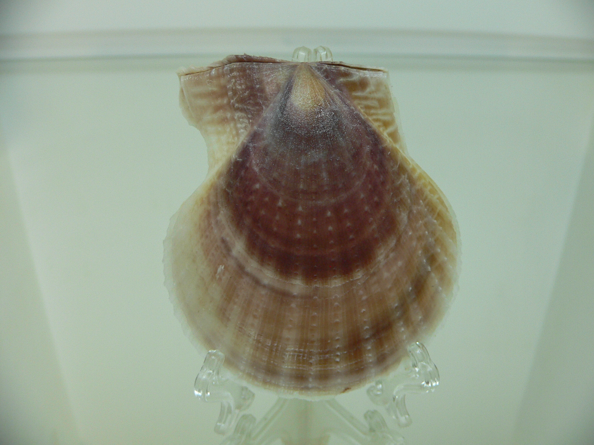 Laevichlamys squamosa BIG & BROWN
