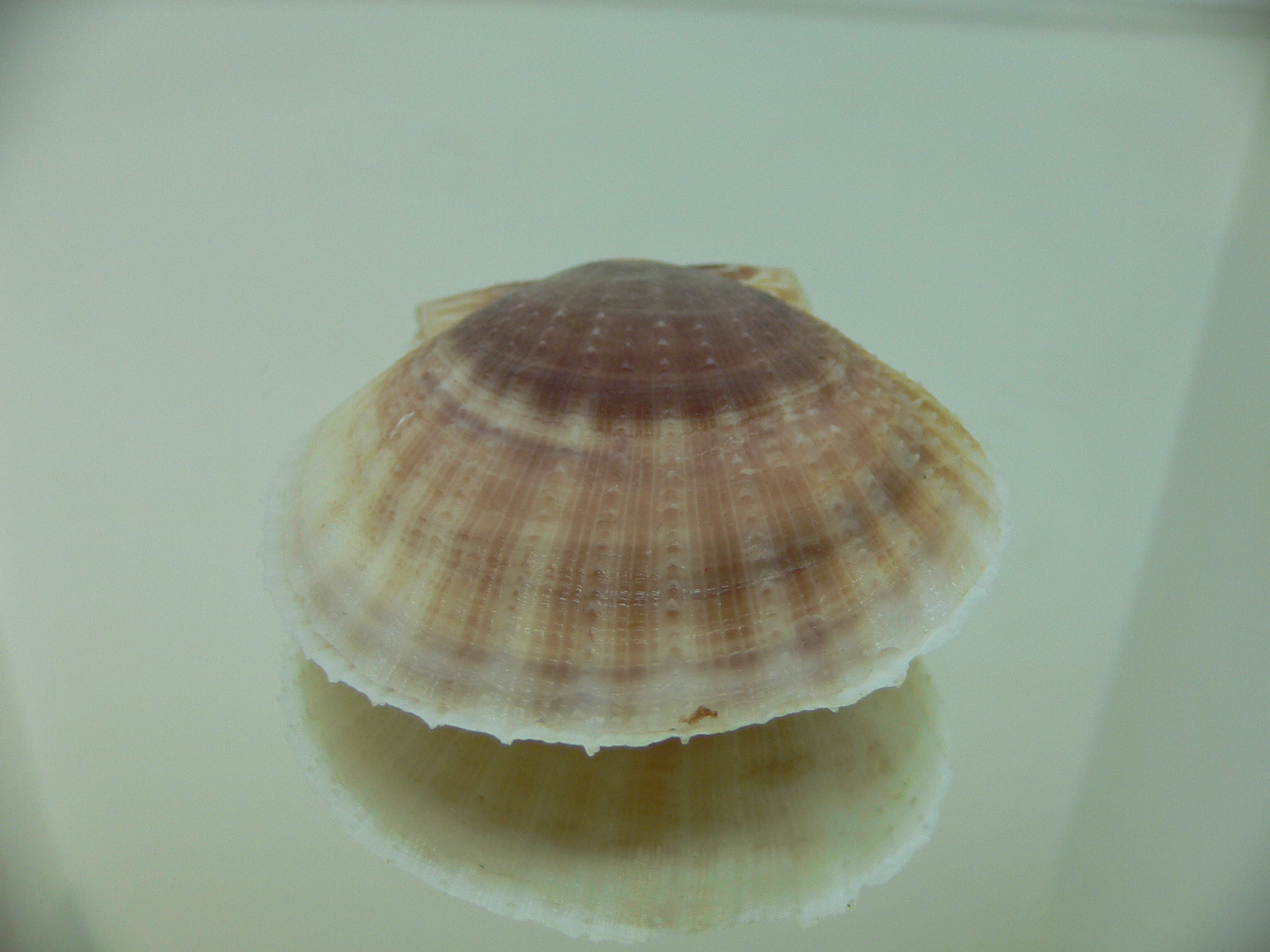 Laevichlamys squamosa BIG & BROWN