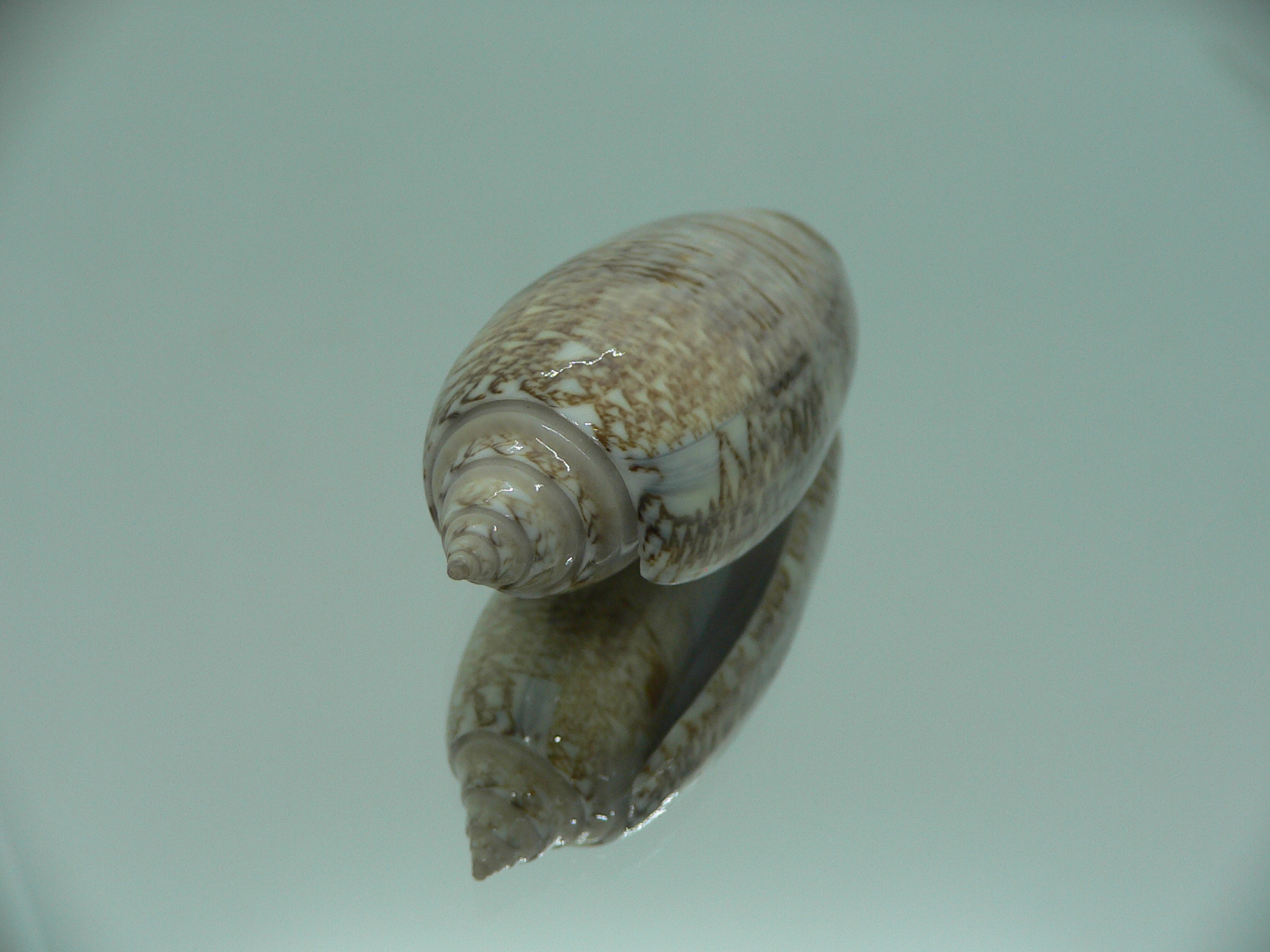 Oliva sayana RARE
