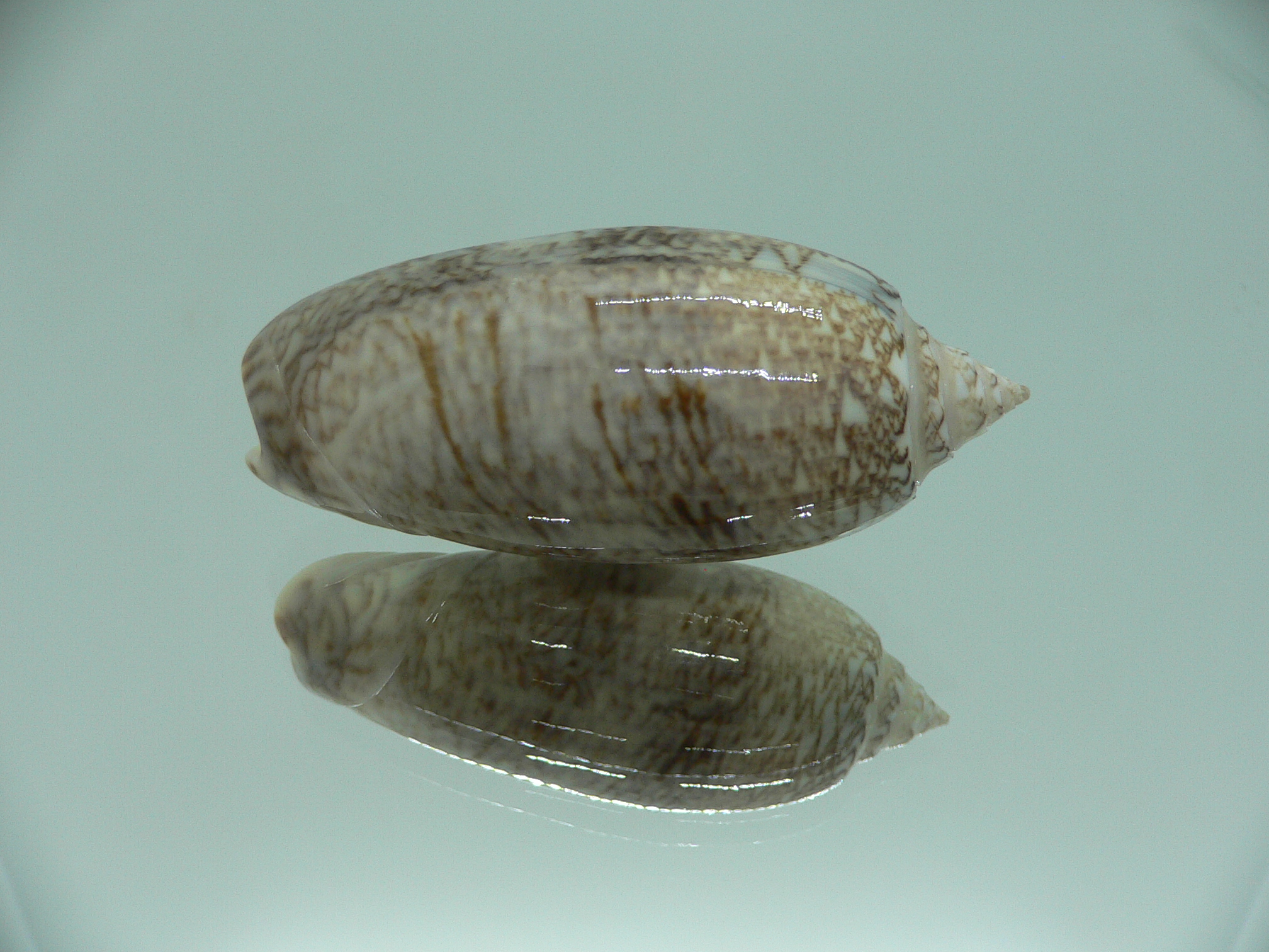 Oliva sayana RARE