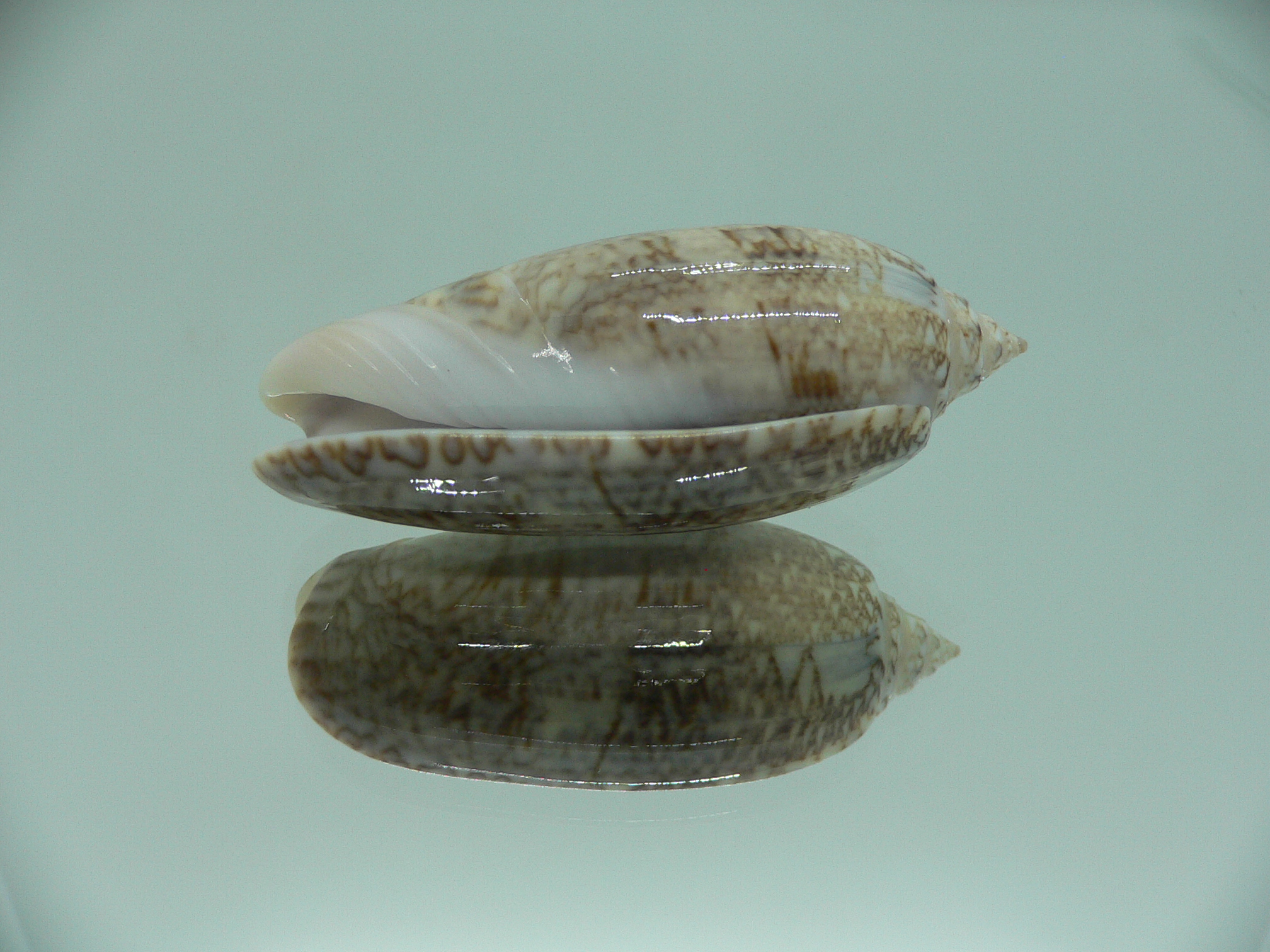 Oliva sayana RARE