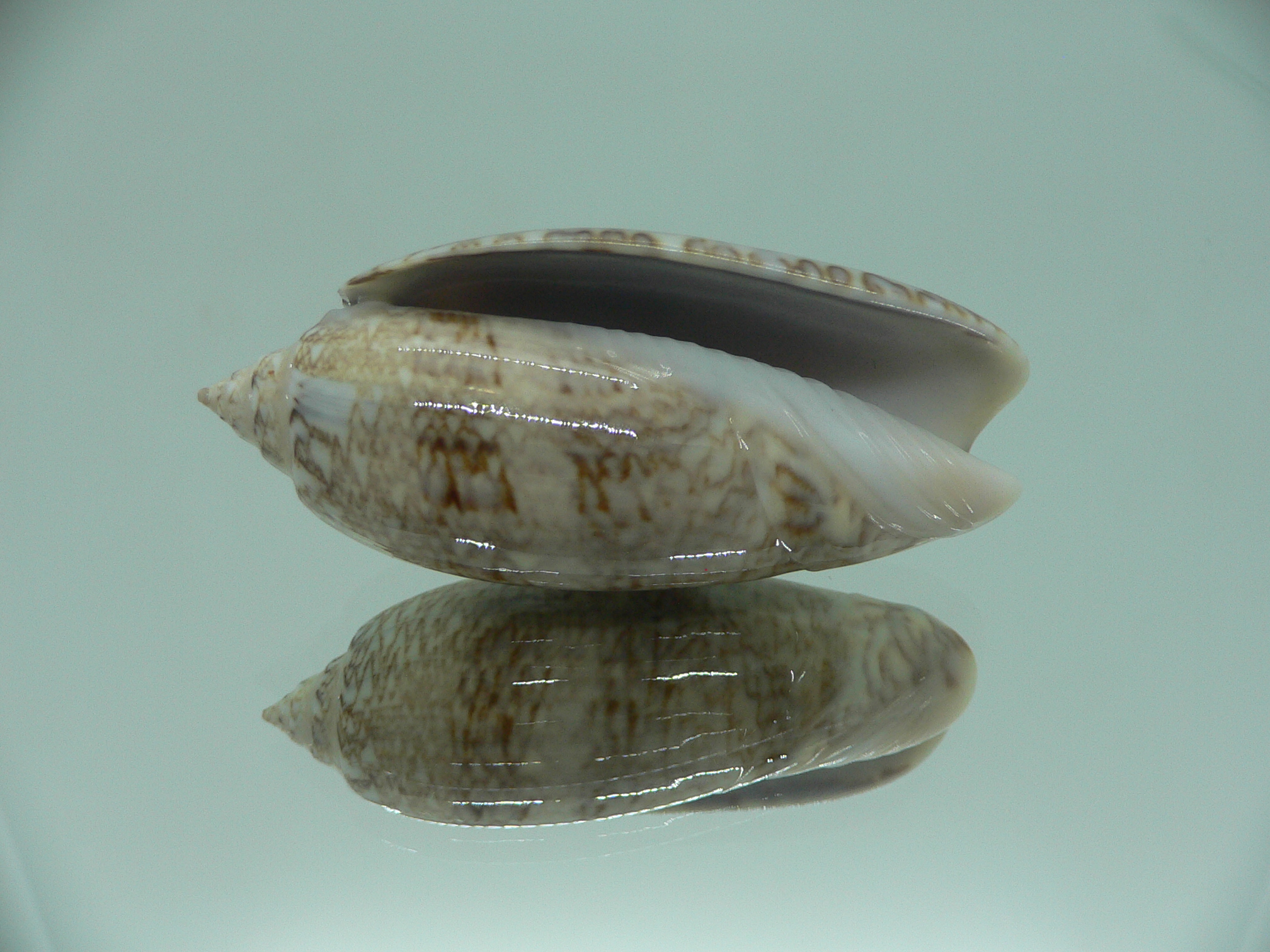 Oliva sayana RARE