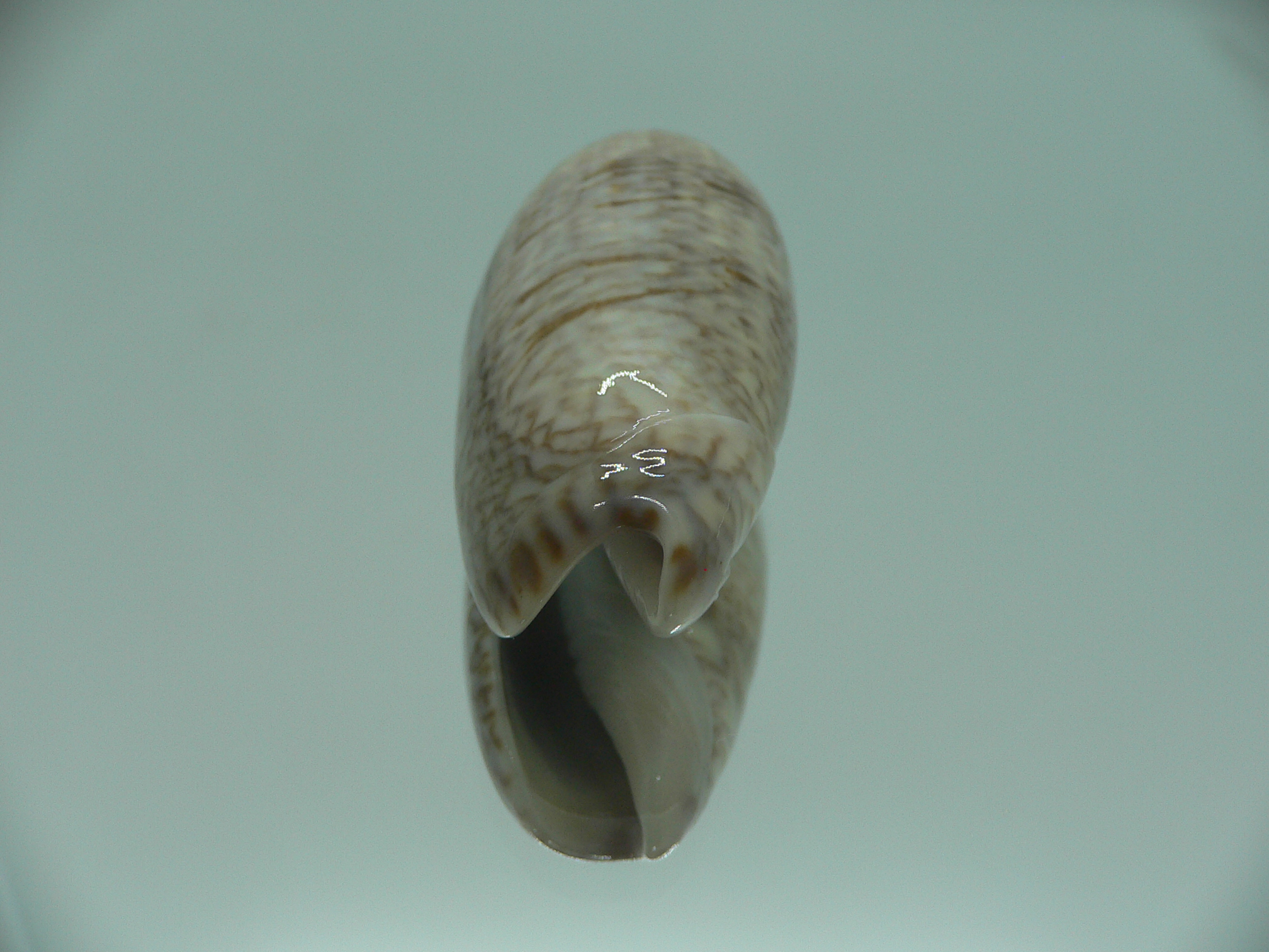 Oliva sayana RARE