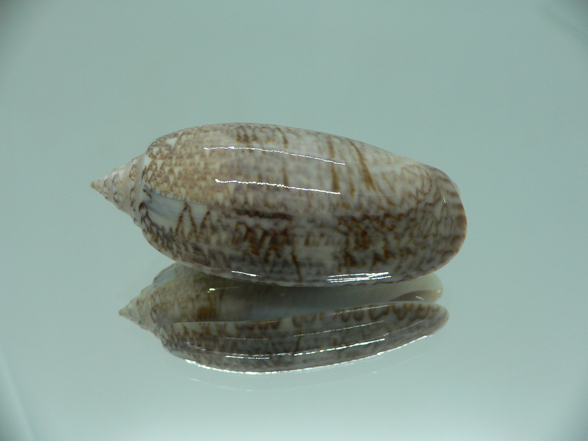 Oliva sayana RARE