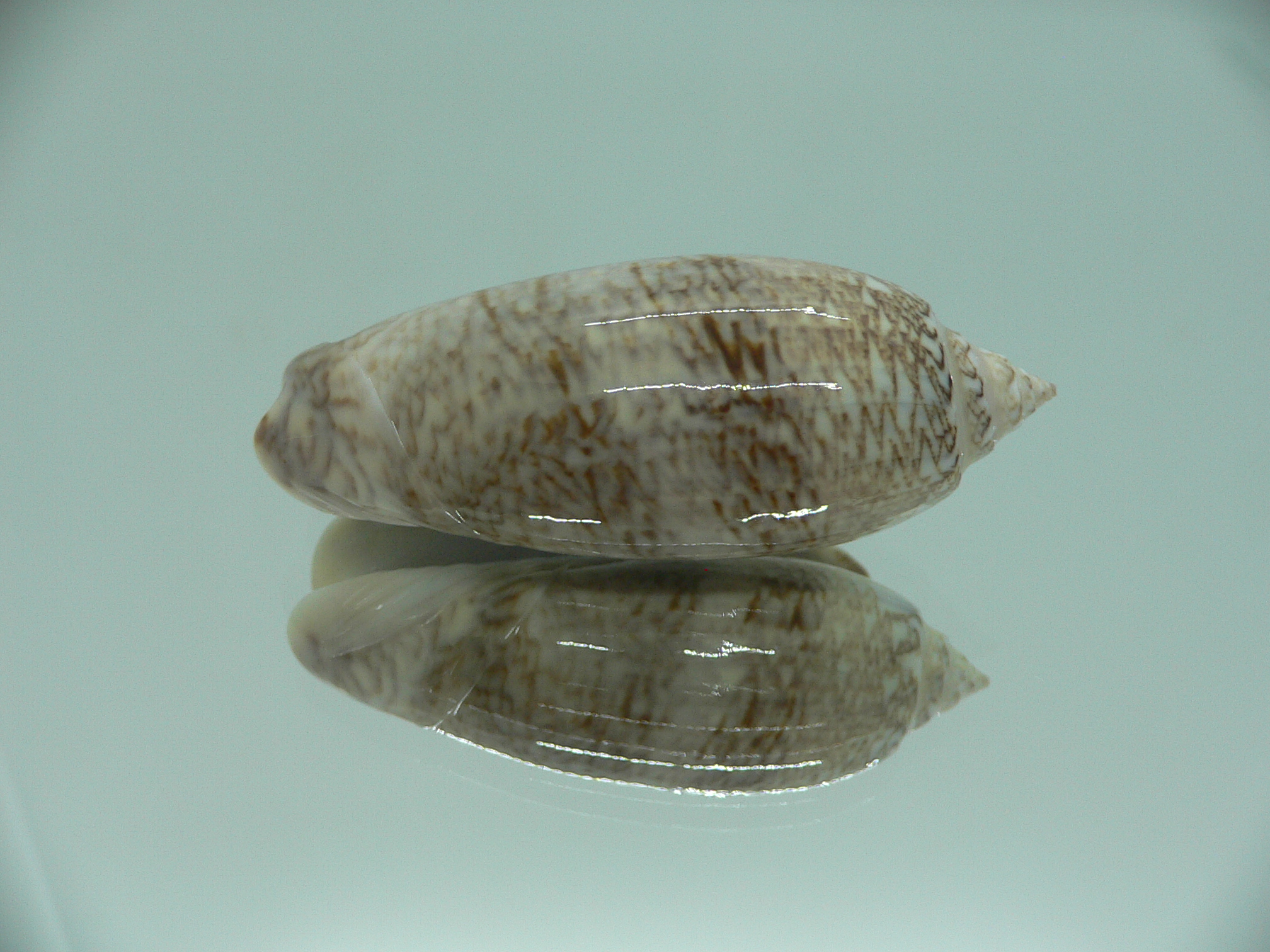 Oliva sayana RARE