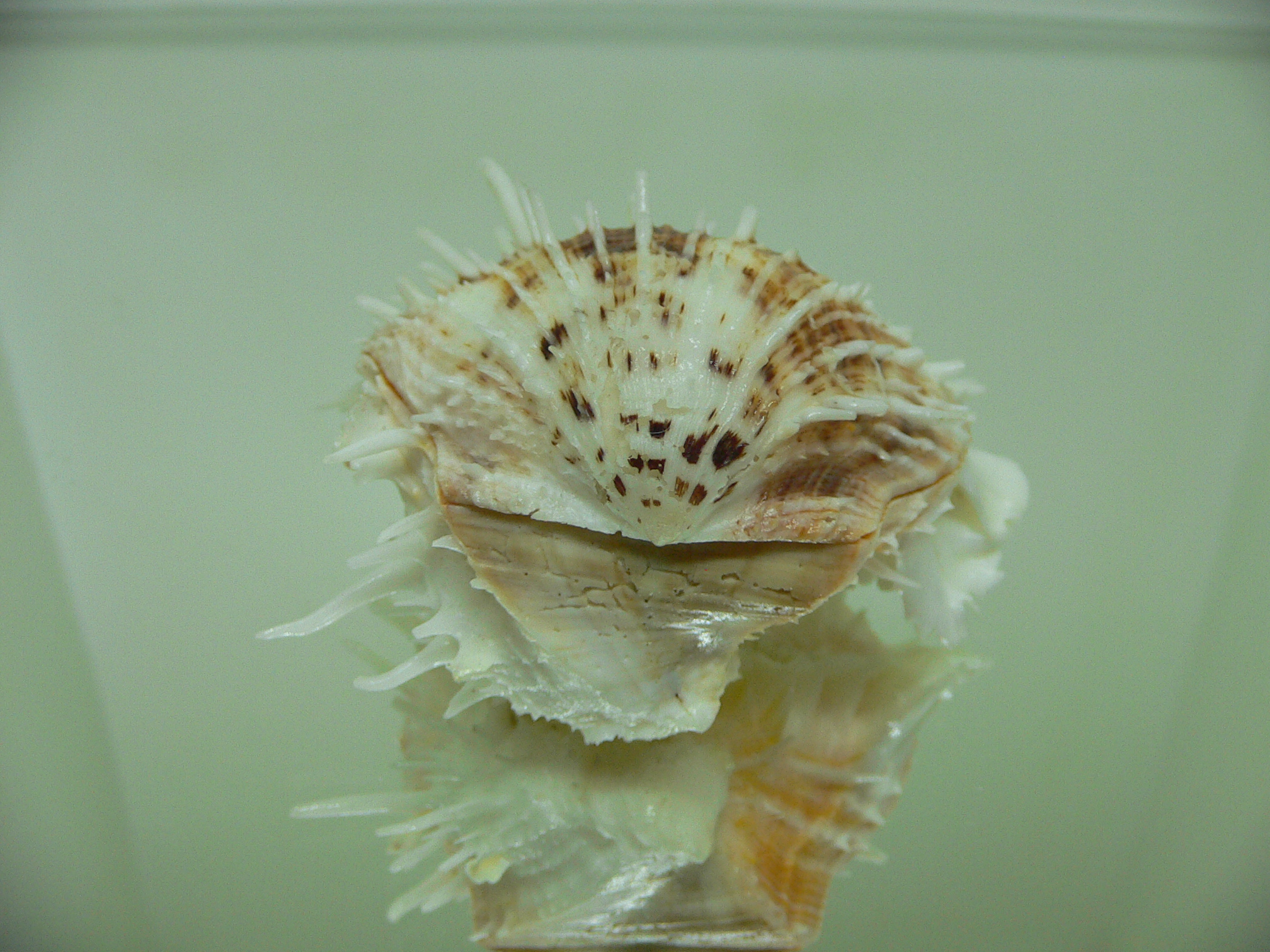 Spondylus echinatus f. spectrum COLOR