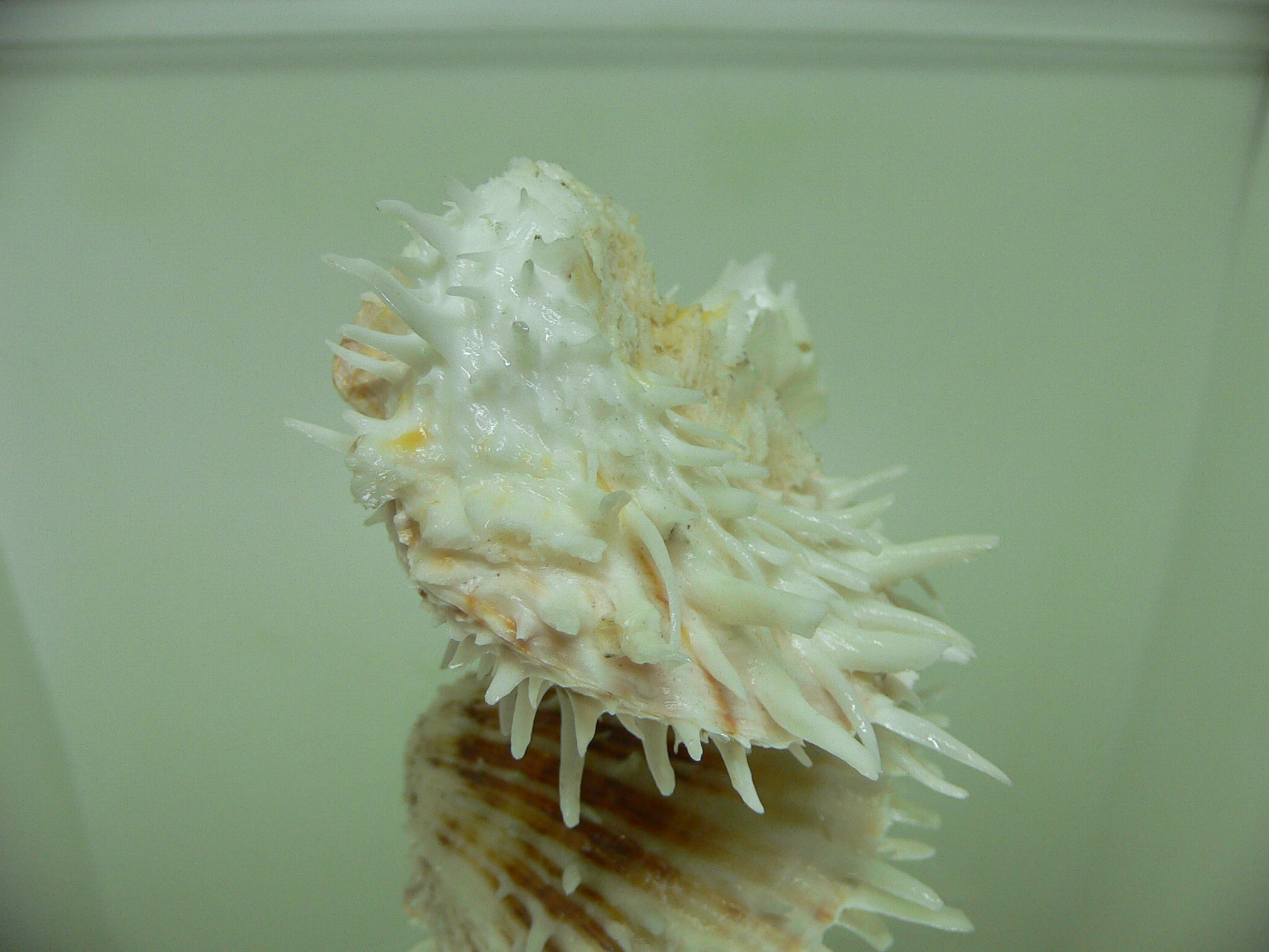 Spondylus echinatus f. spectrum COLOR