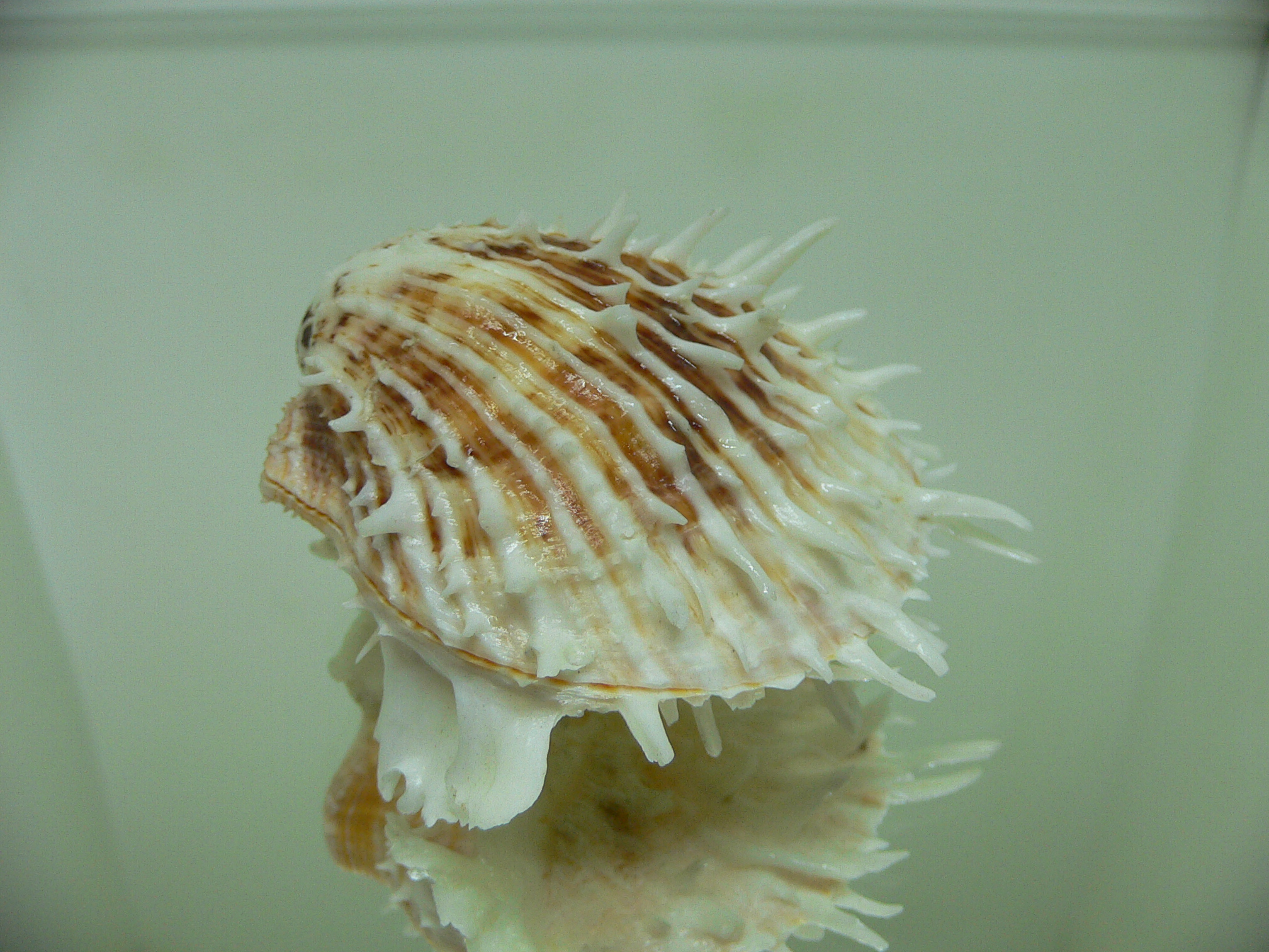 Spondylus echinatus f. spectrum COLOR