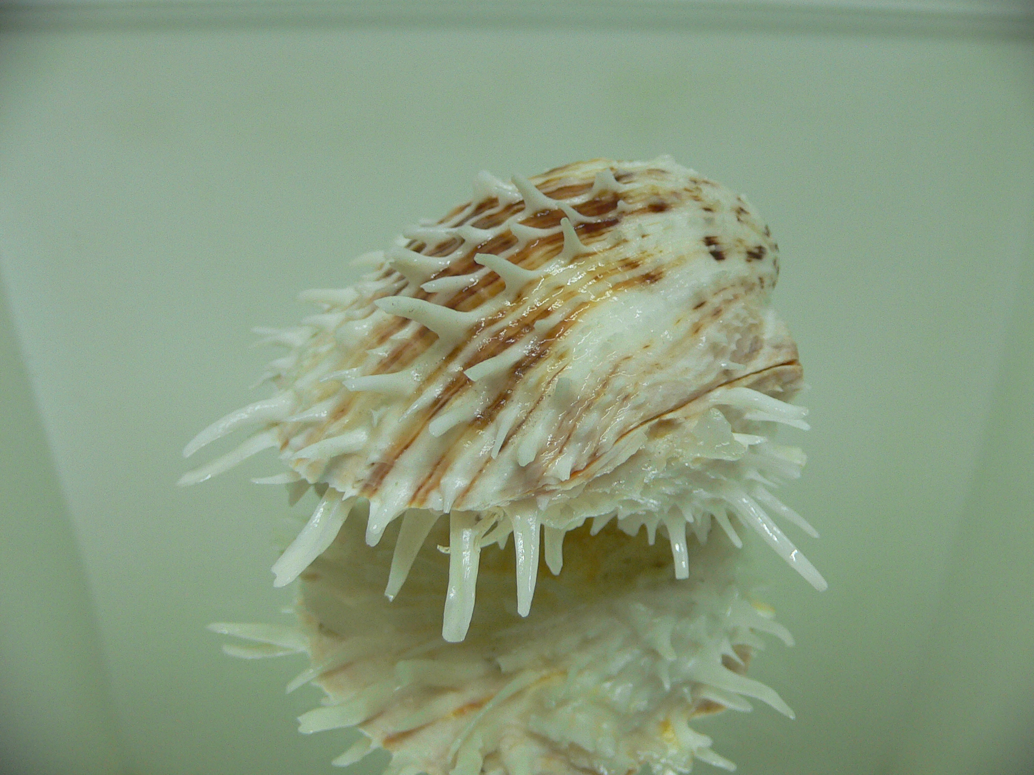 Spondylus echinatus f. spectrum COLOR