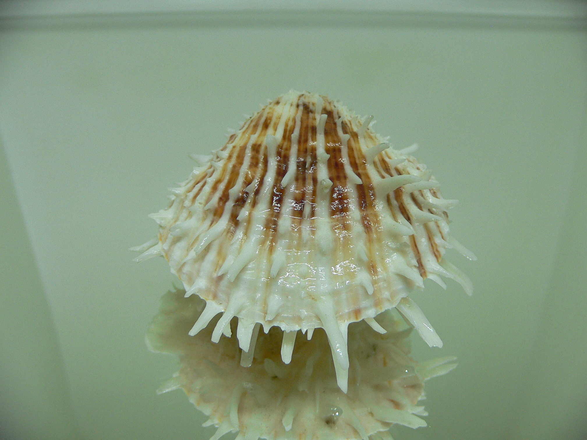 Spondylus echinatus f. spectrum COLOR