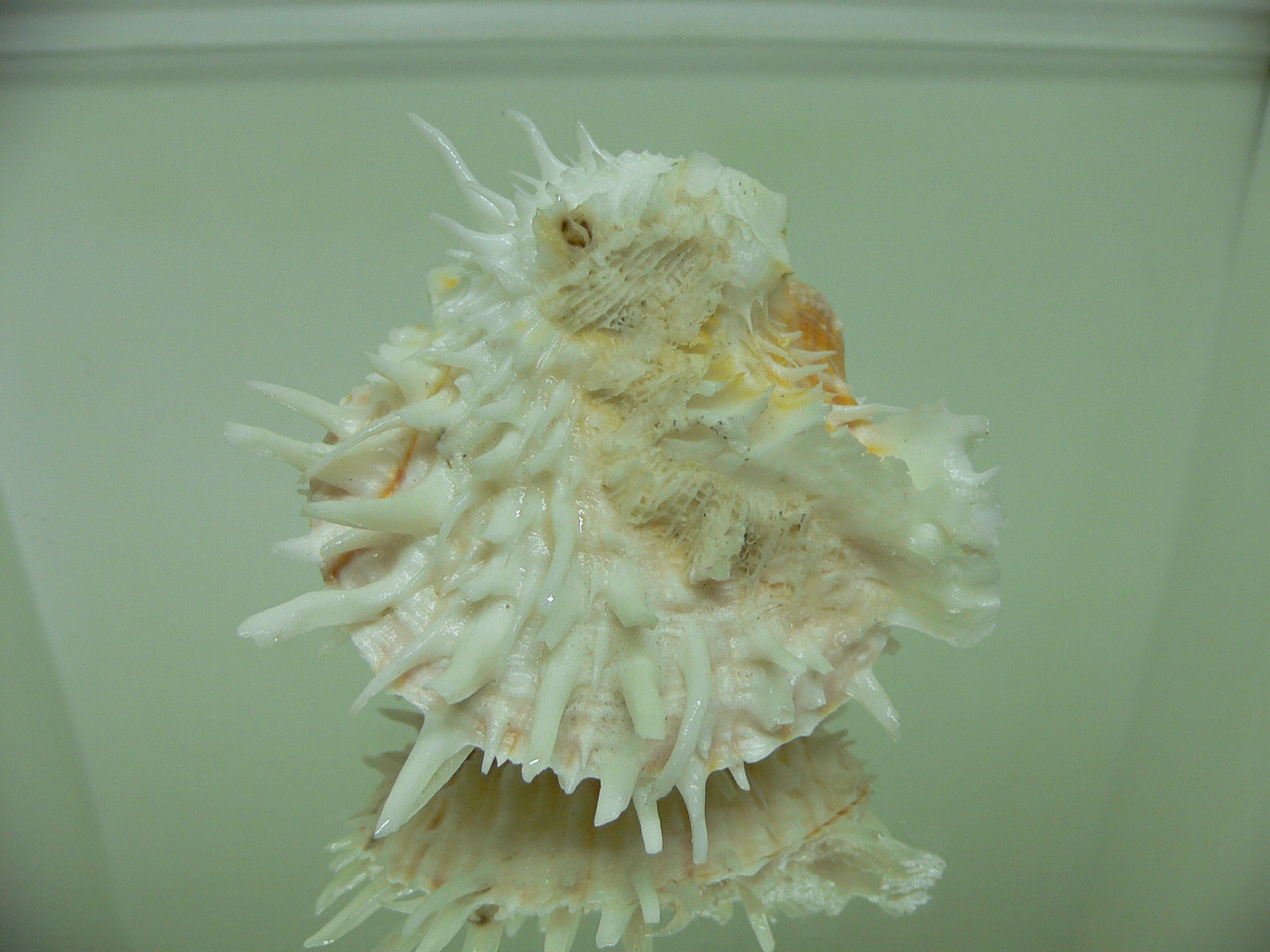 Spondylus echinatus f. spectrum COLOR