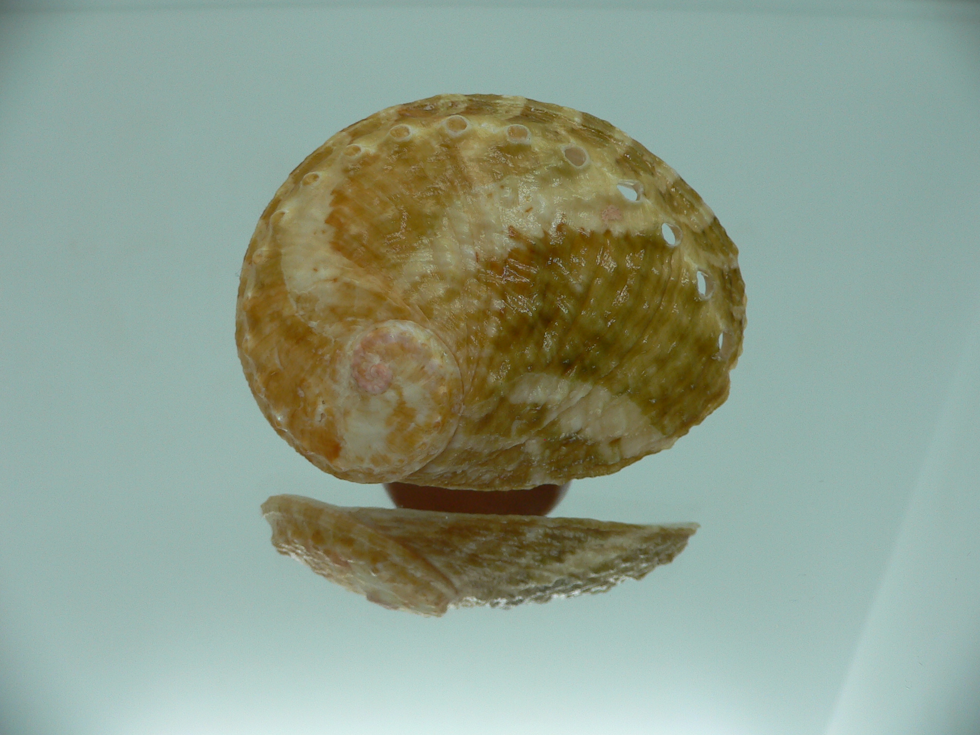 Haliotis ovina ovina BIG & BICOLOR