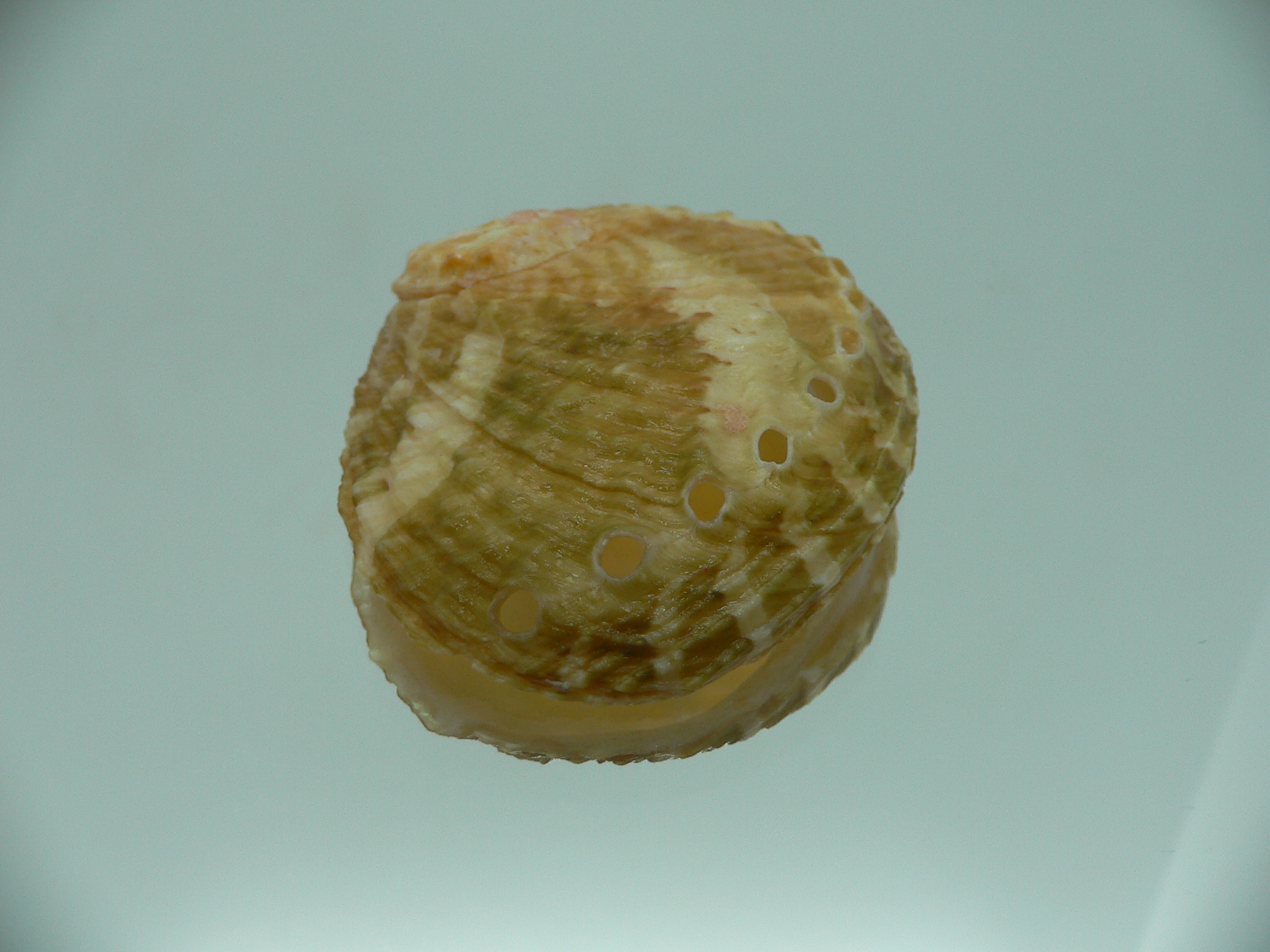 Haliotis ovina ovina BIG & BICOLOR