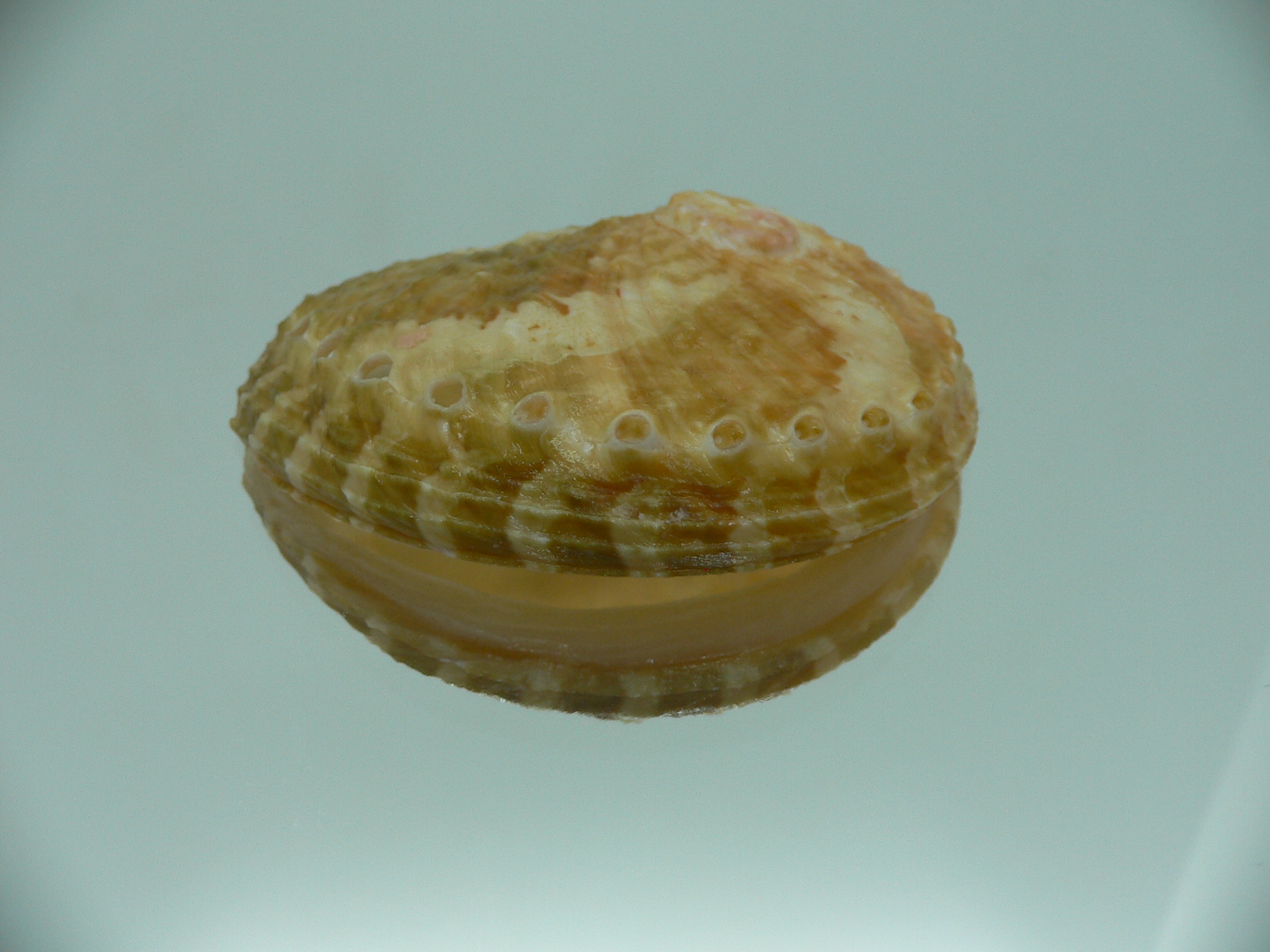 Haliotis ovina ovina BIG & BICOLOR