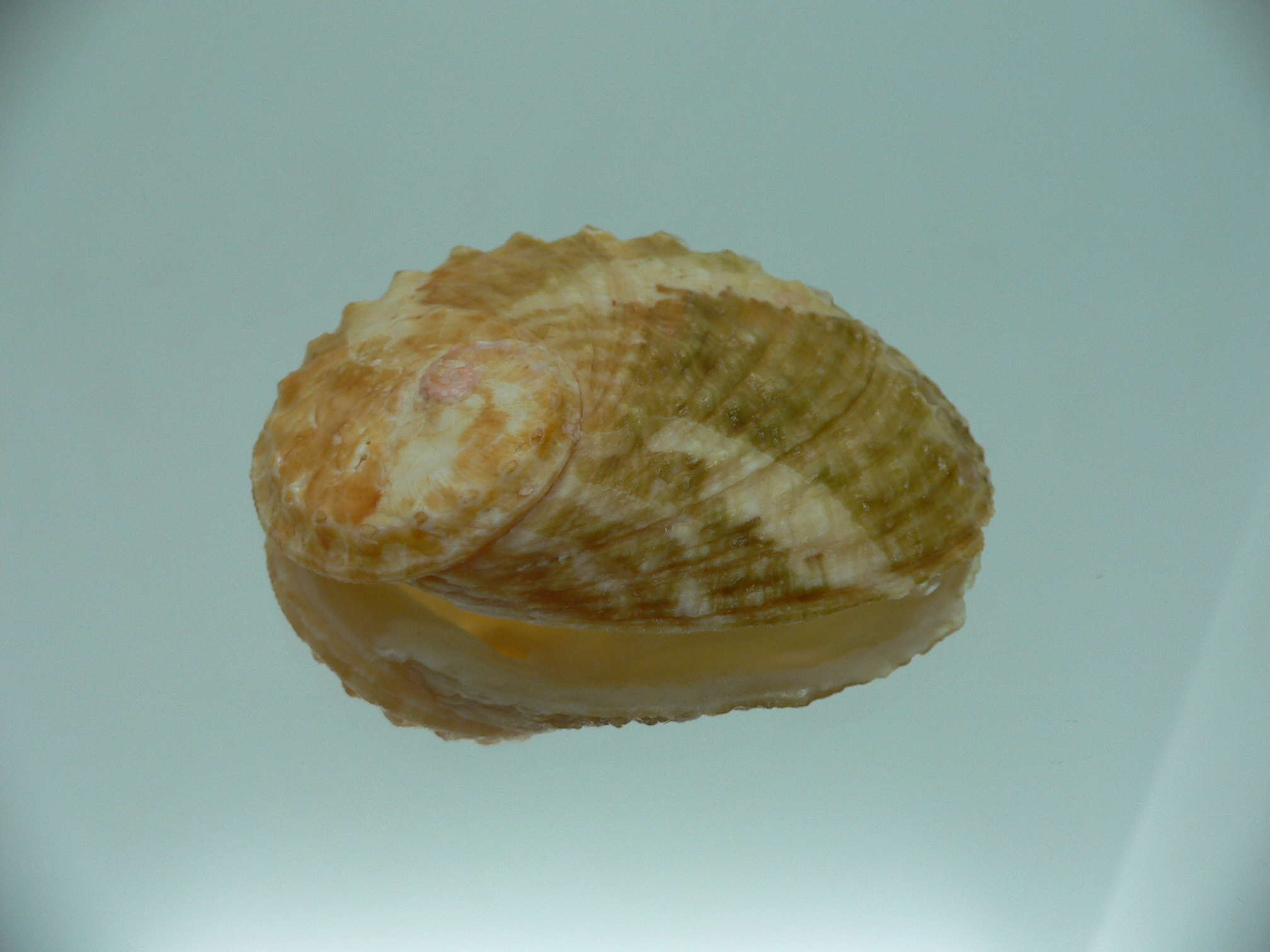 Haliotis ovina ovina BIG & BICOLOR