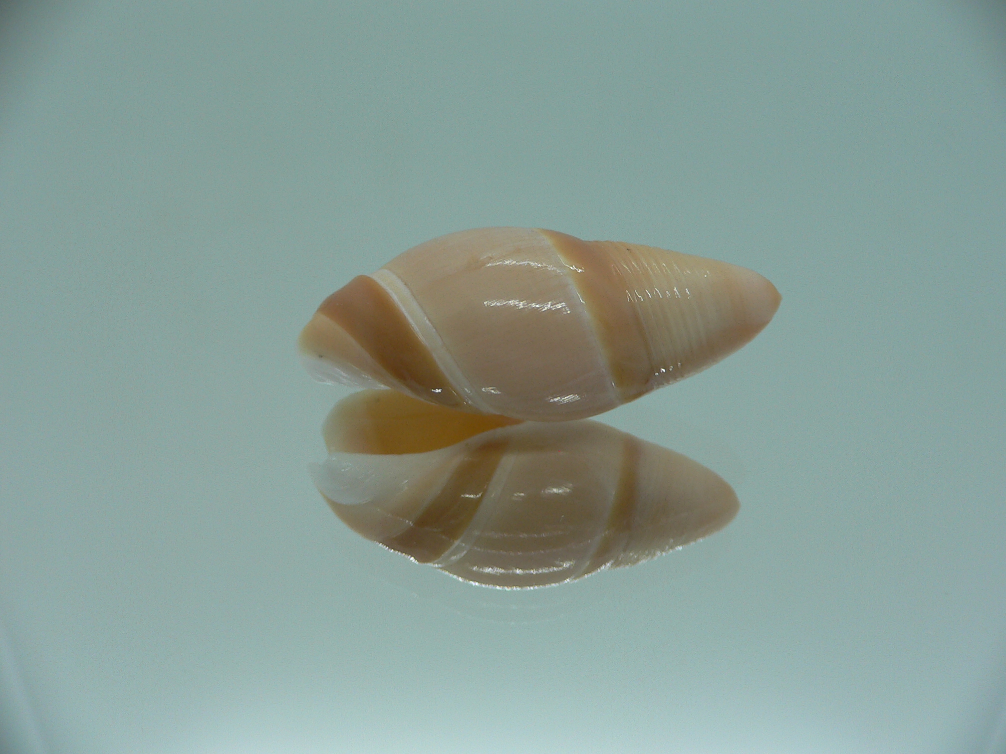 Amalda mammilla SUPER & BIG
