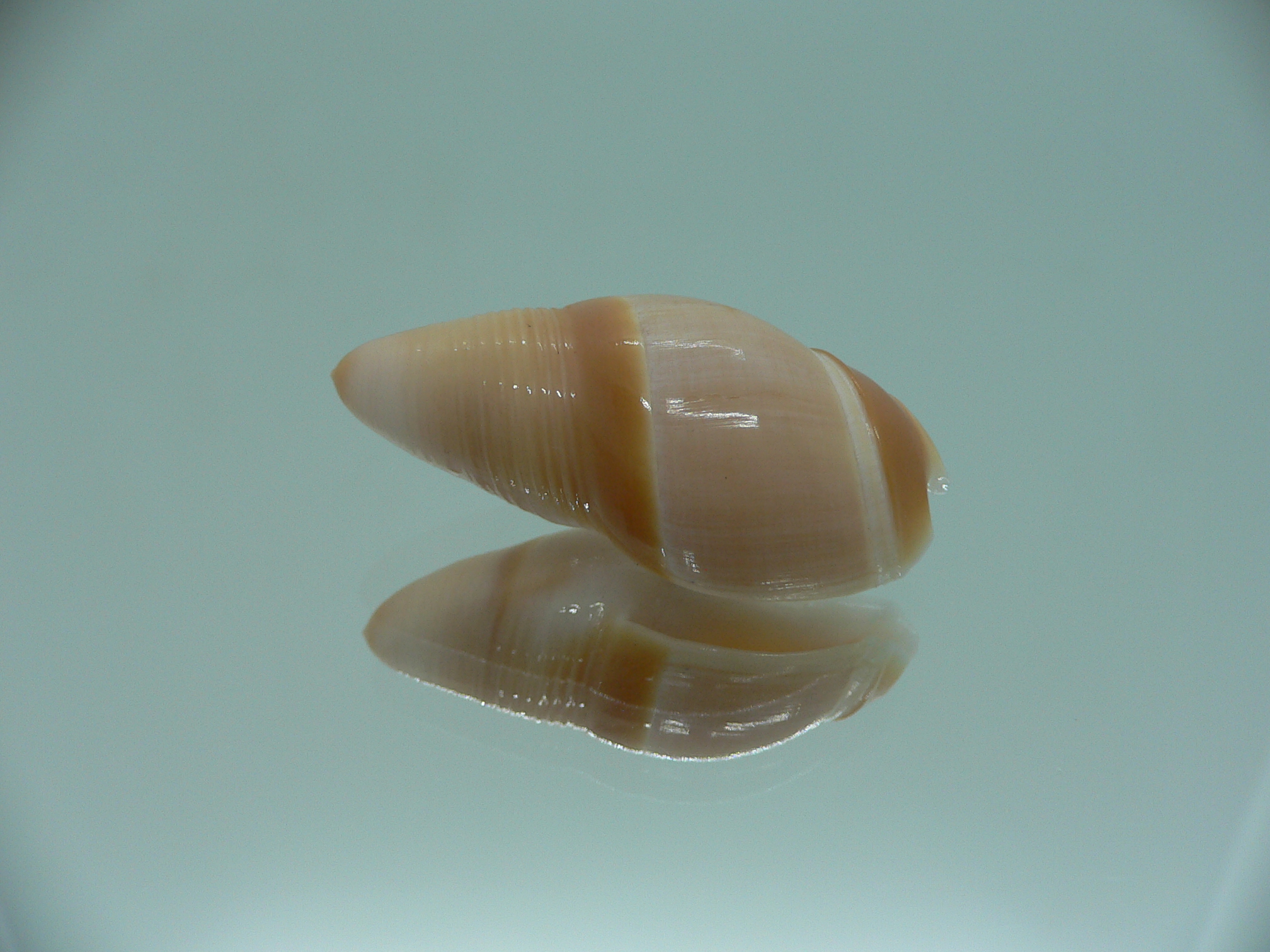 Amalda mammilla SUPER & BIG