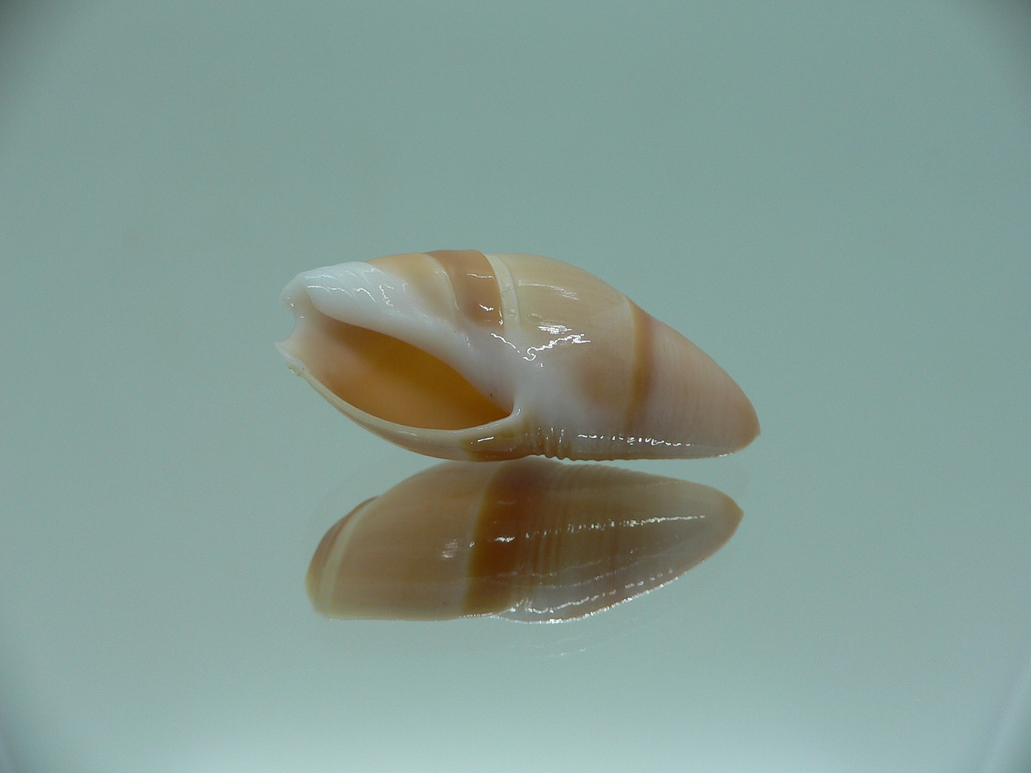 Amalda mammilla SUPER & BIG
