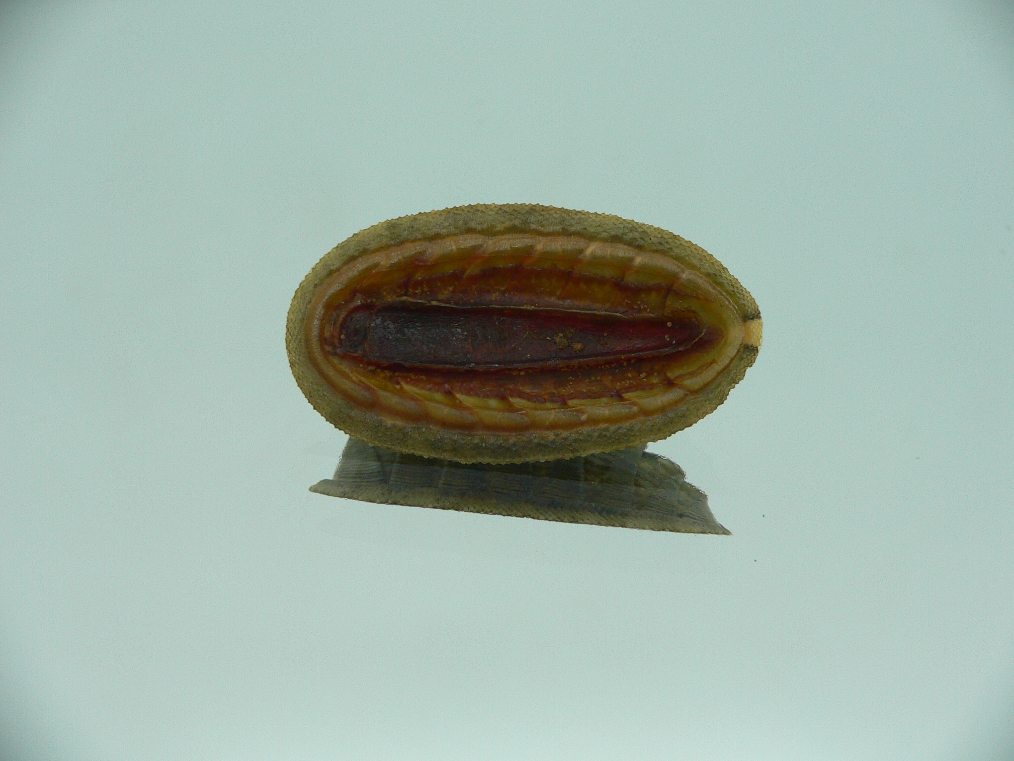 Rhyssoplax diaphora ENDEMIC & ARISTOCRAT