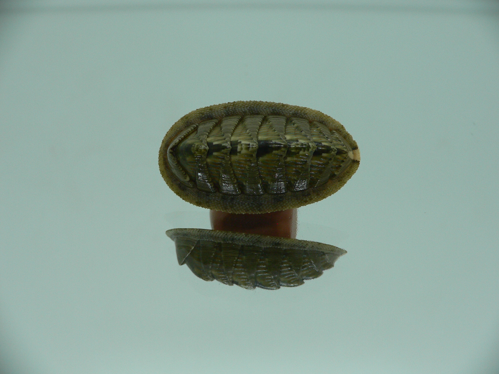 Rhyssoplax diaphora ENDEMIC & ARISTOCRAT
