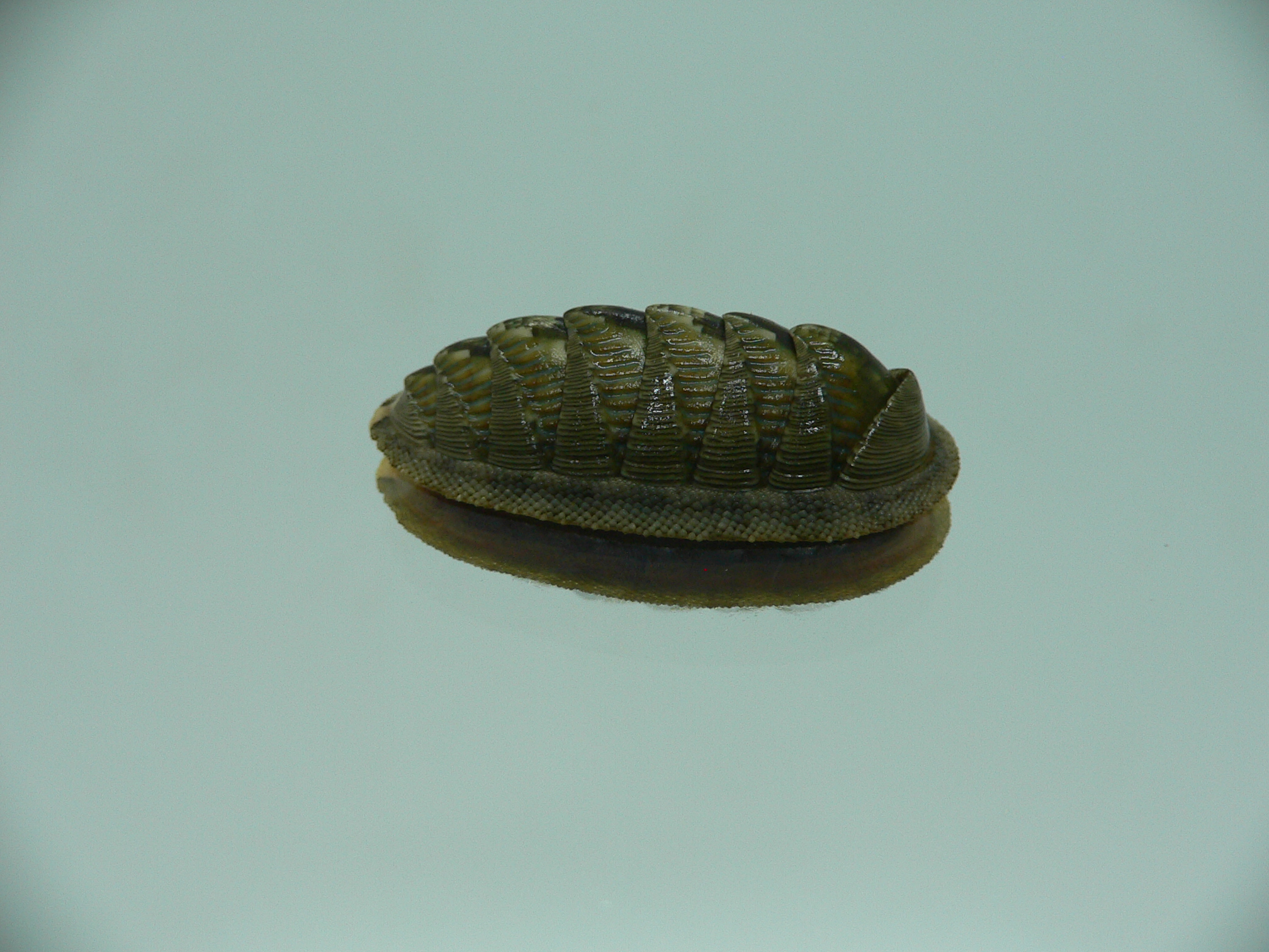 Rhyssoplax diaphora ENDEMIC & ARISTOCRAT