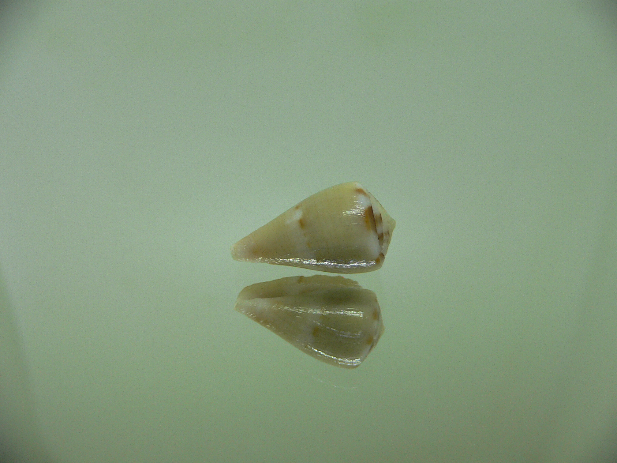 Conus vexillum sulphuratus (var.)МИ